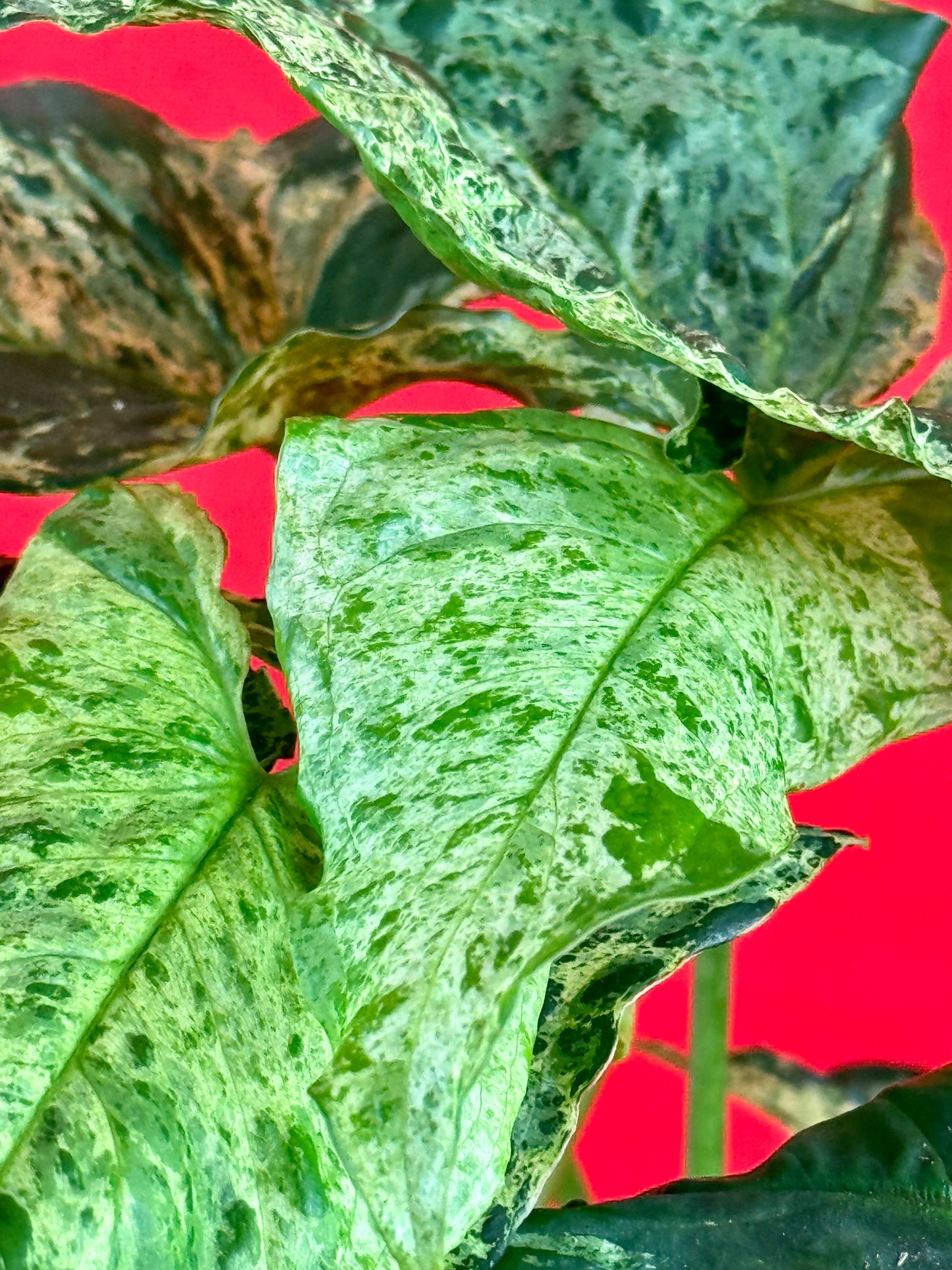 Syngonium Mottled Mojito - LUplnts