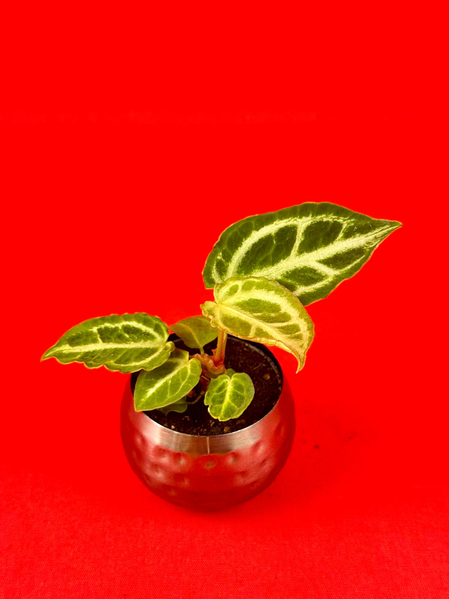 Anthurium Crystallinum ‚Crystal Hope‘ (s) - LUplnts