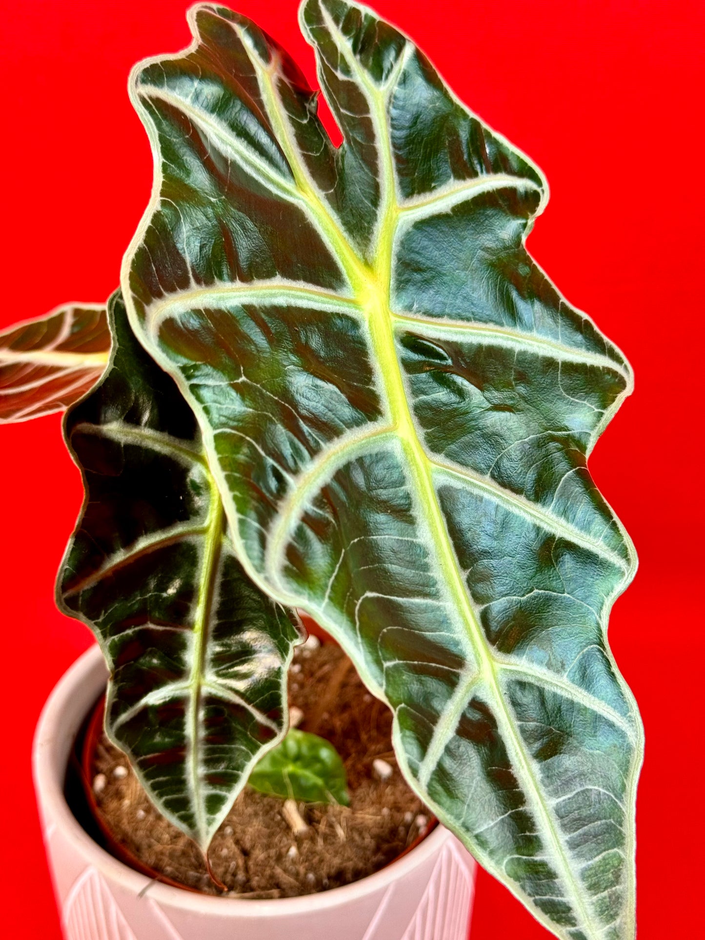 Alocasia Amazonica Polly