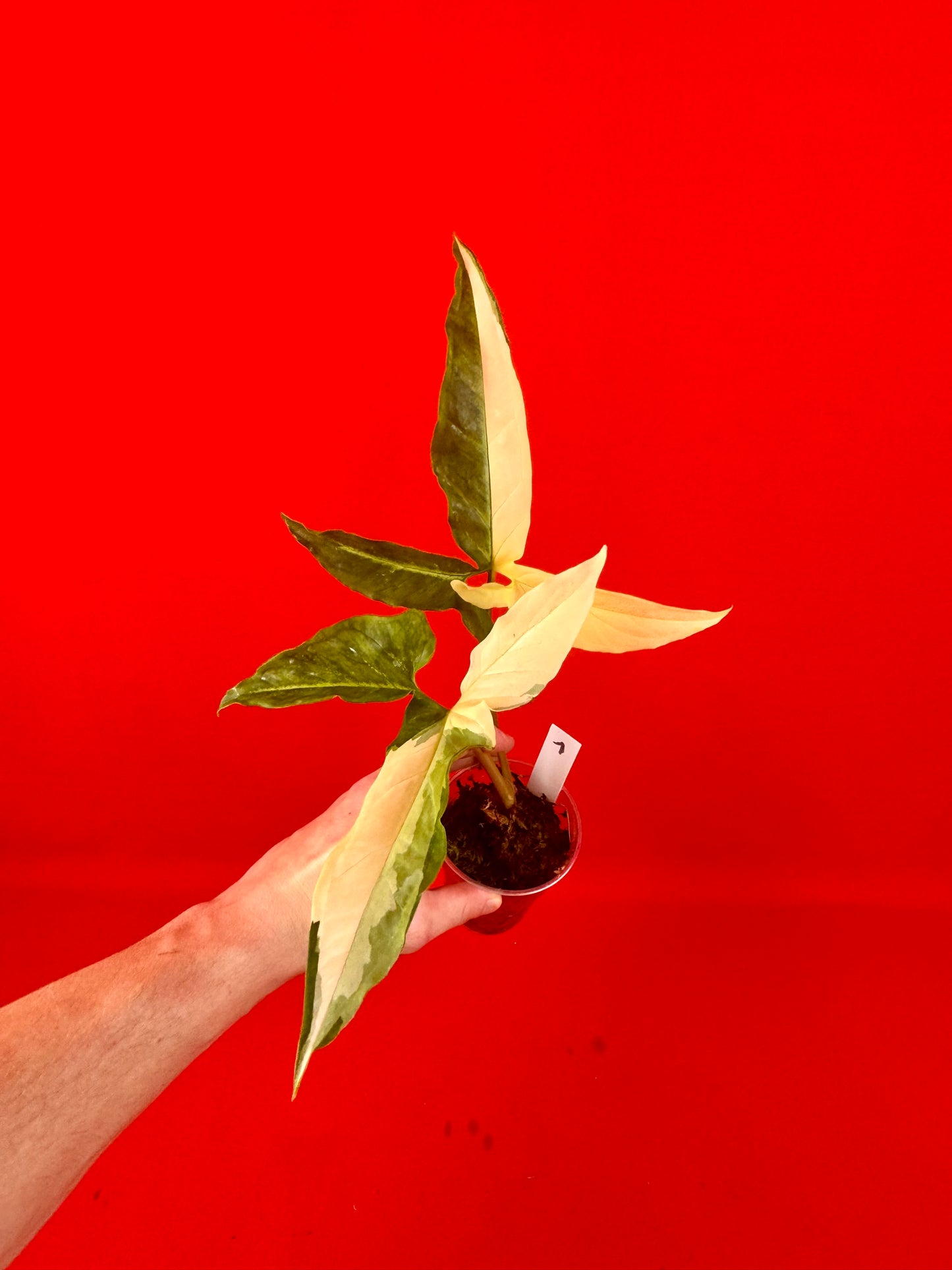 Syngonium Angustatum Variegata - LUplnts