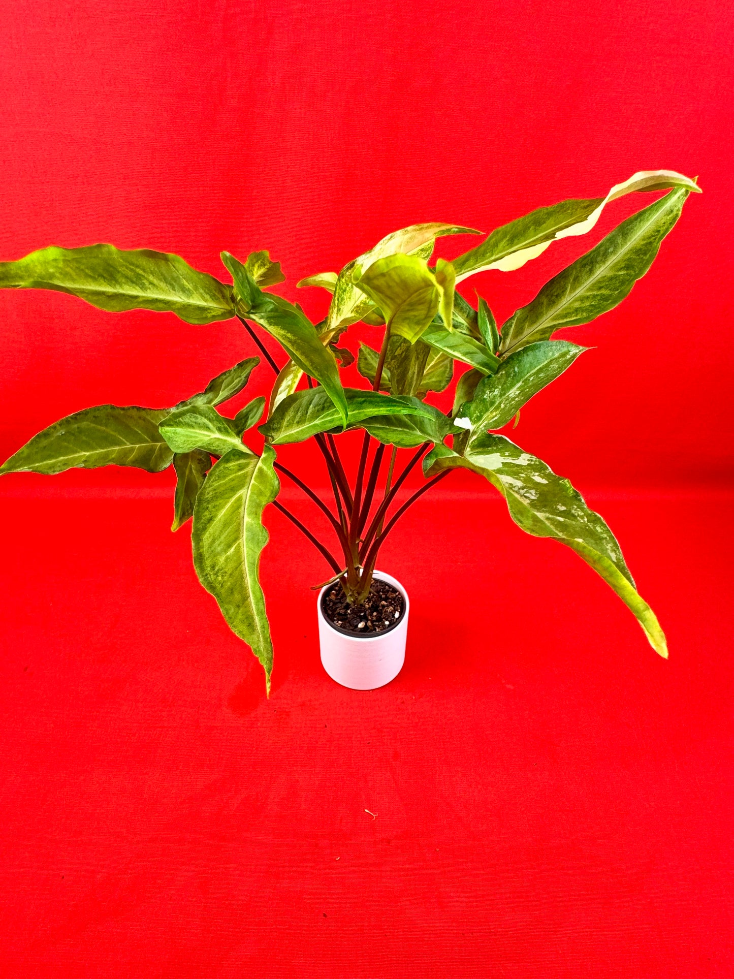 Syngonium Angustatum (reverted) - LUplnts