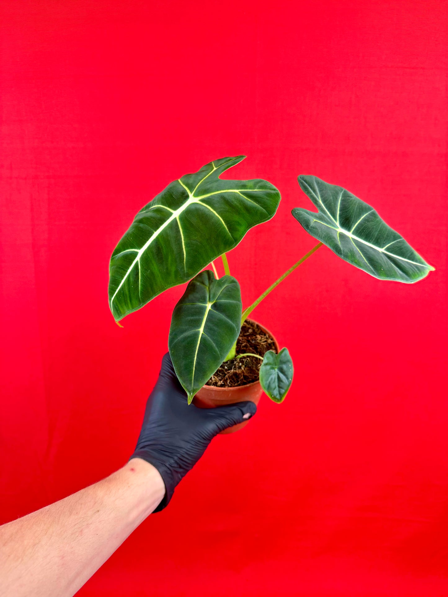 Alocasia micholitziana 'Frydek' - LUplnts