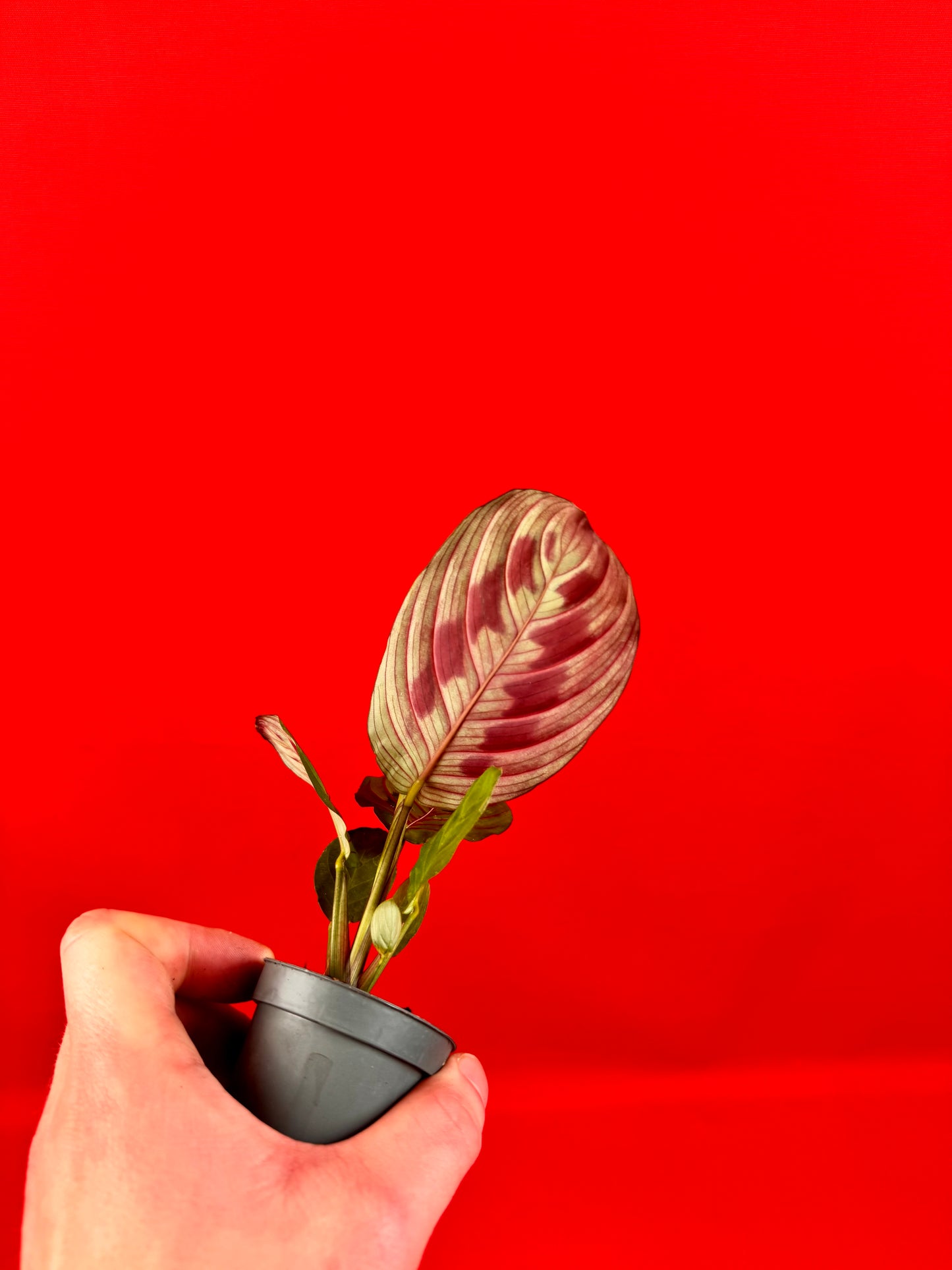 Maranta leuconeura Red Stripe (s) - LUplnts