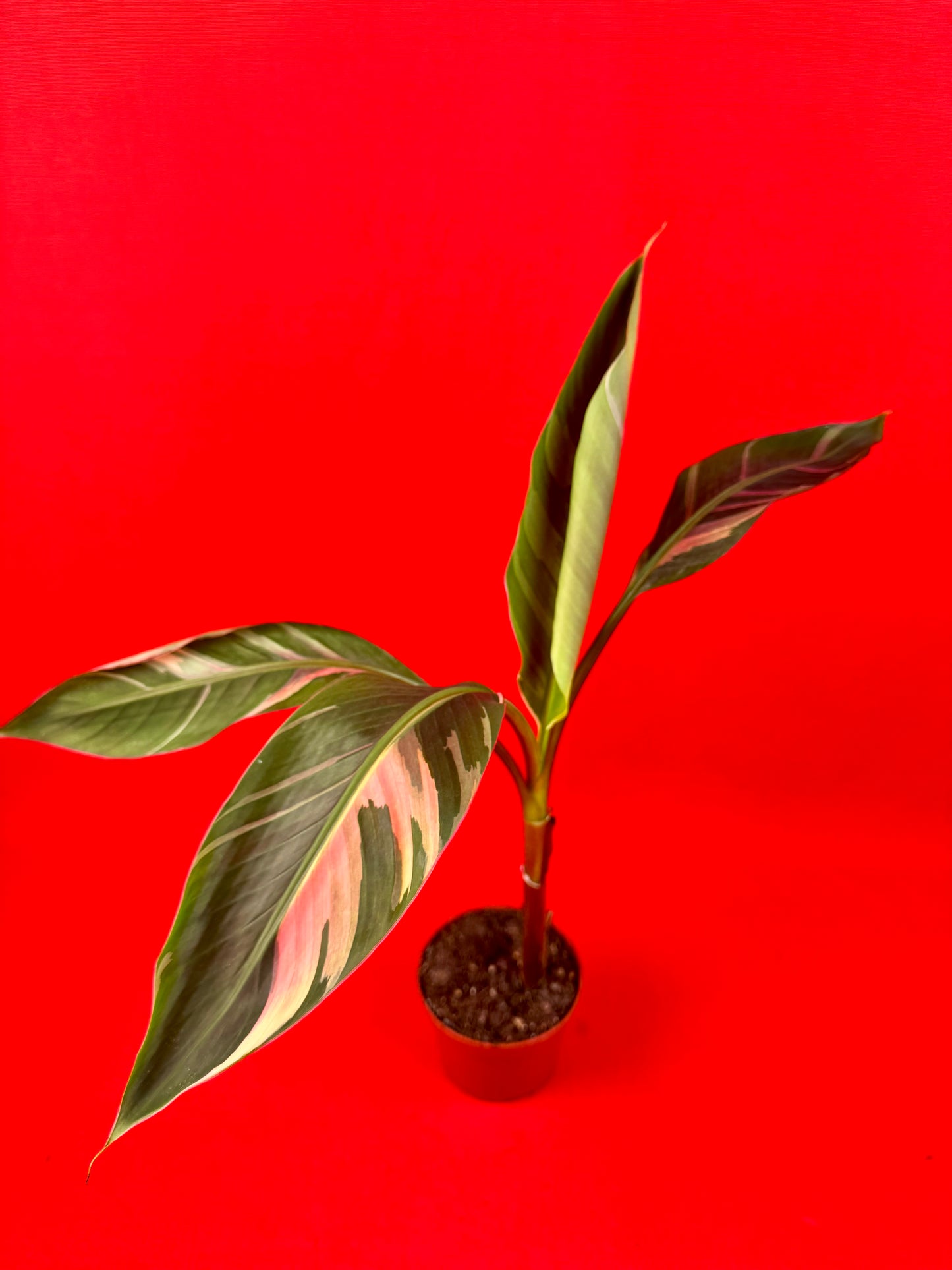 Musa Nono - LUplnts