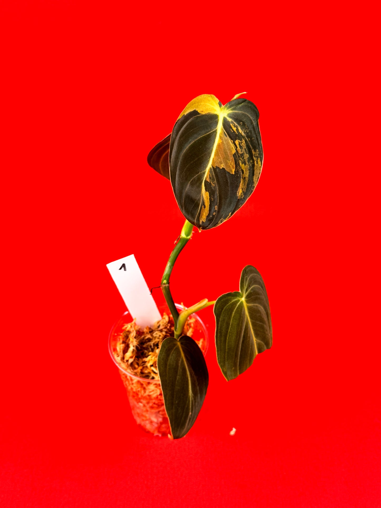 Philodendron Melanochrysum Variegata - LUplnts