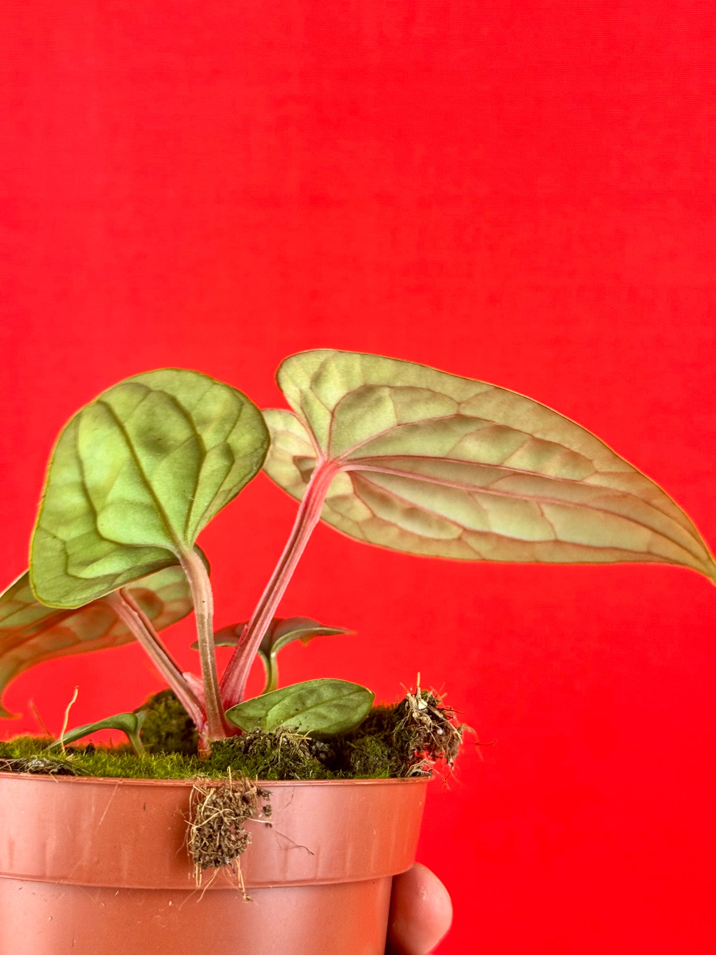 Anthurium luxurians