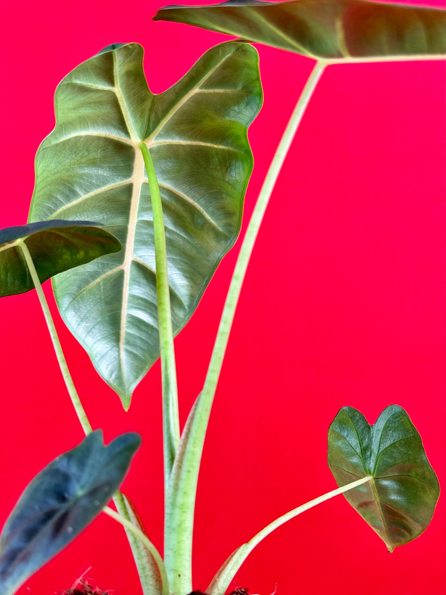 Alocasia micholitziana 'Frydek' - LUplnts