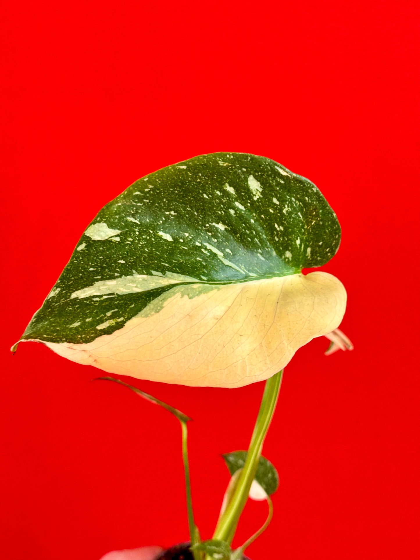 Monstera Thai Constellation (s) - LUplnts