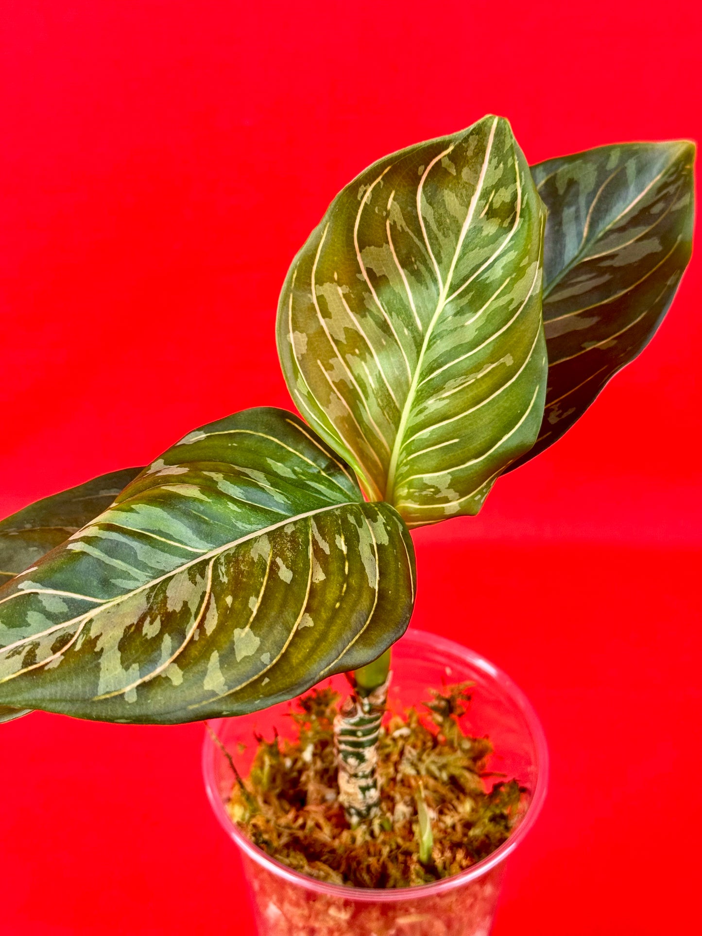 Aglaonema pictum tricolor x rotundrum