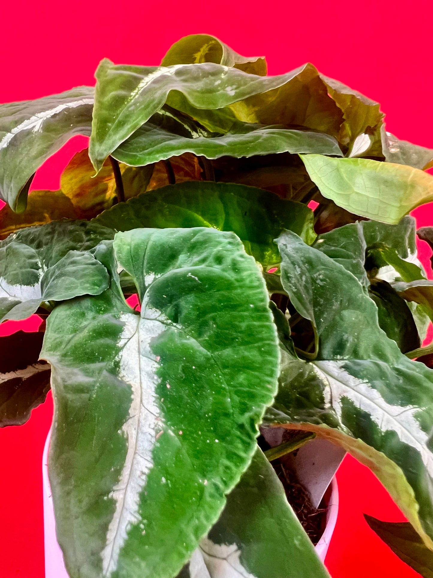 Syngonium Wendlandii - LUplnts
