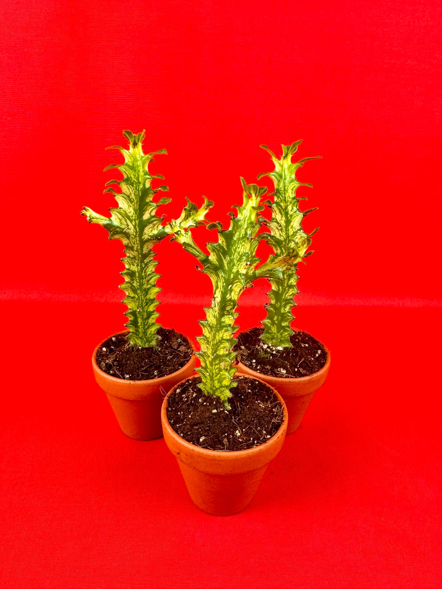 Euphorbia lactea 'Variegata'