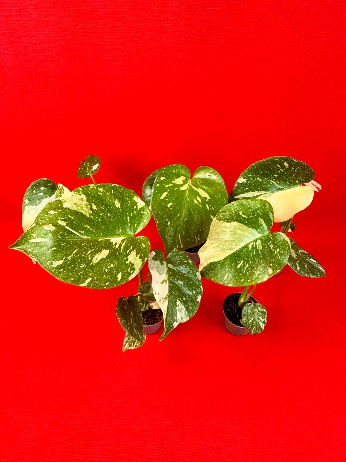 Monstera Thai Constellation (s) - LUplnts