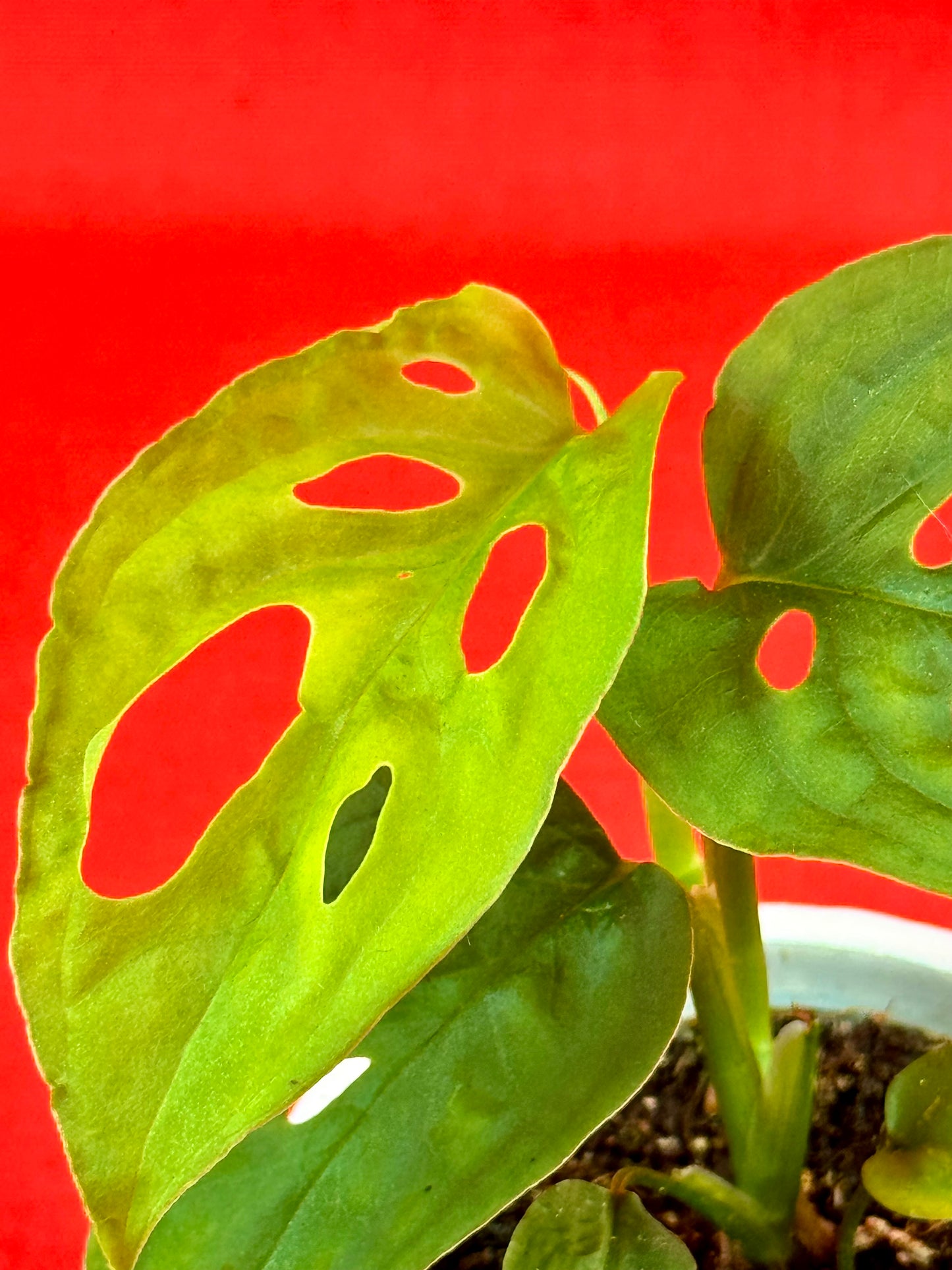 Monstera Adansonii subsp. laniata - LUplnts