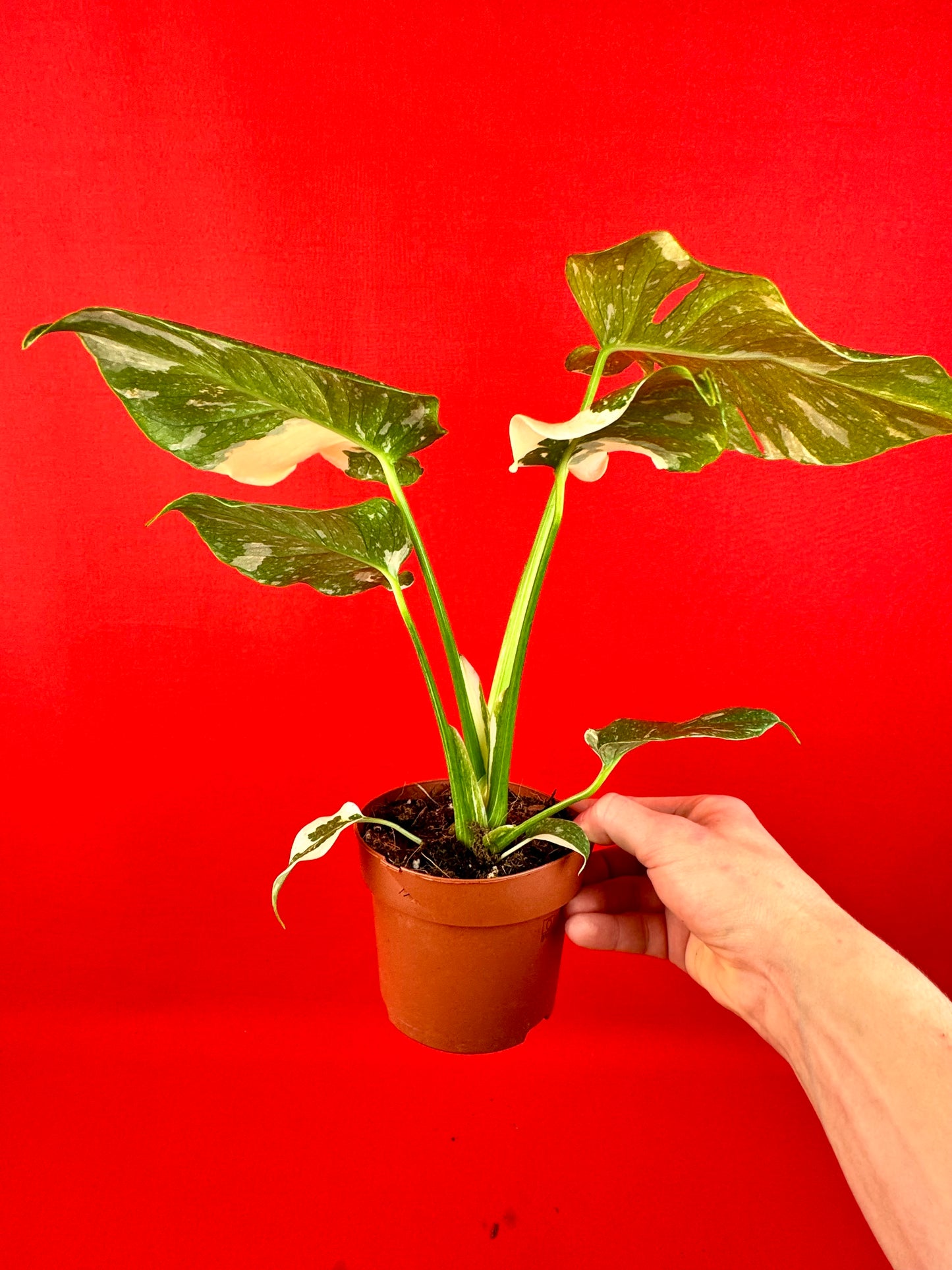 Monstera Thai Constellation - LUplnts