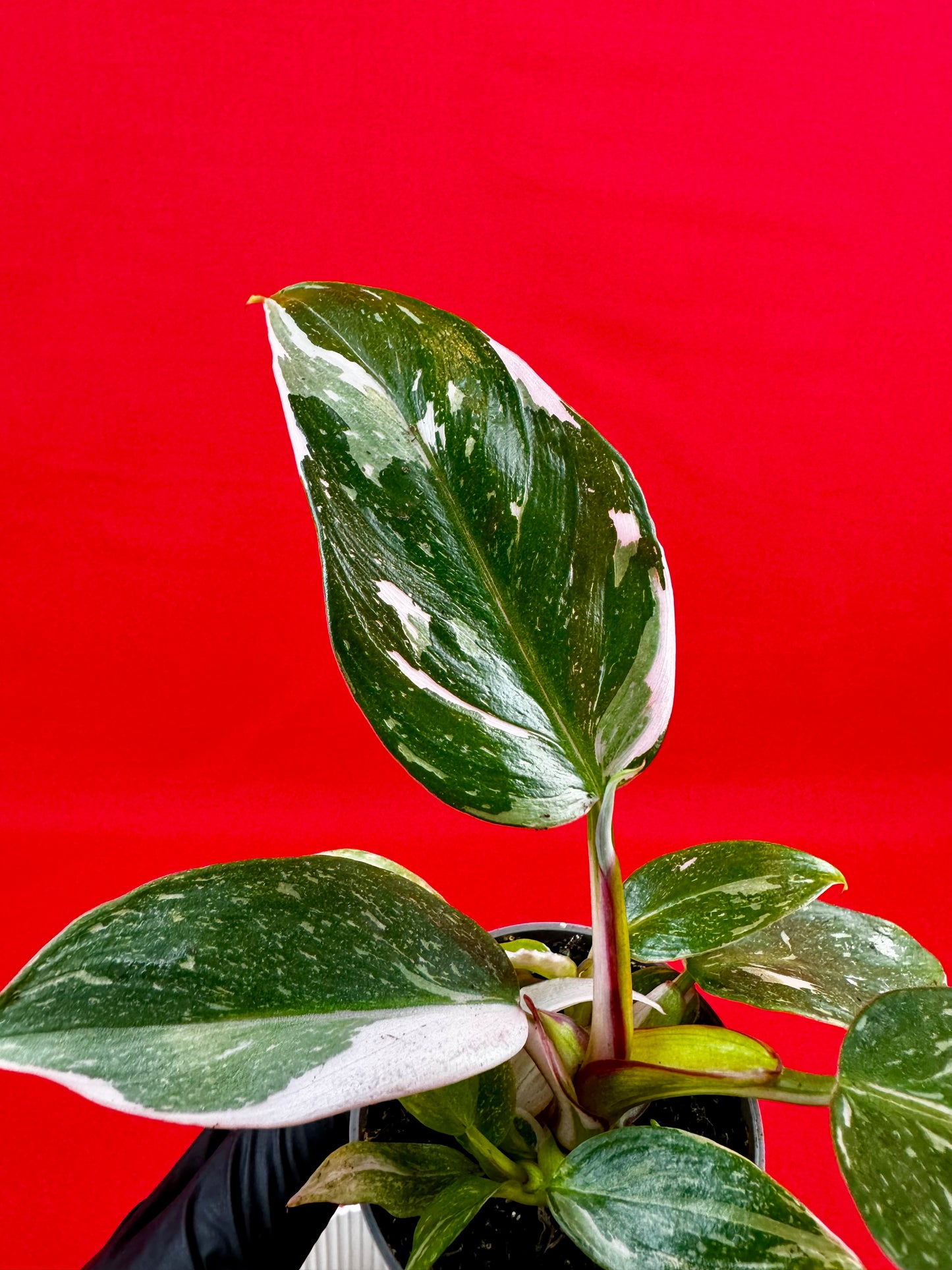 Philodendron 'White Princess' (s) - LUplnts