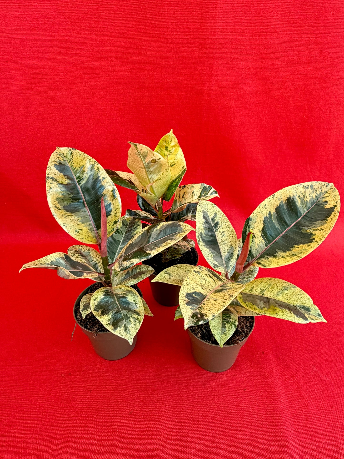 Ficus elastica Shivereana - LUplnts