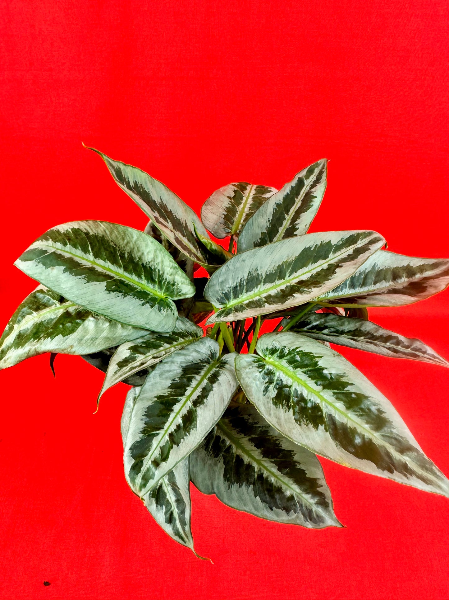Schismatoglottis motleyana