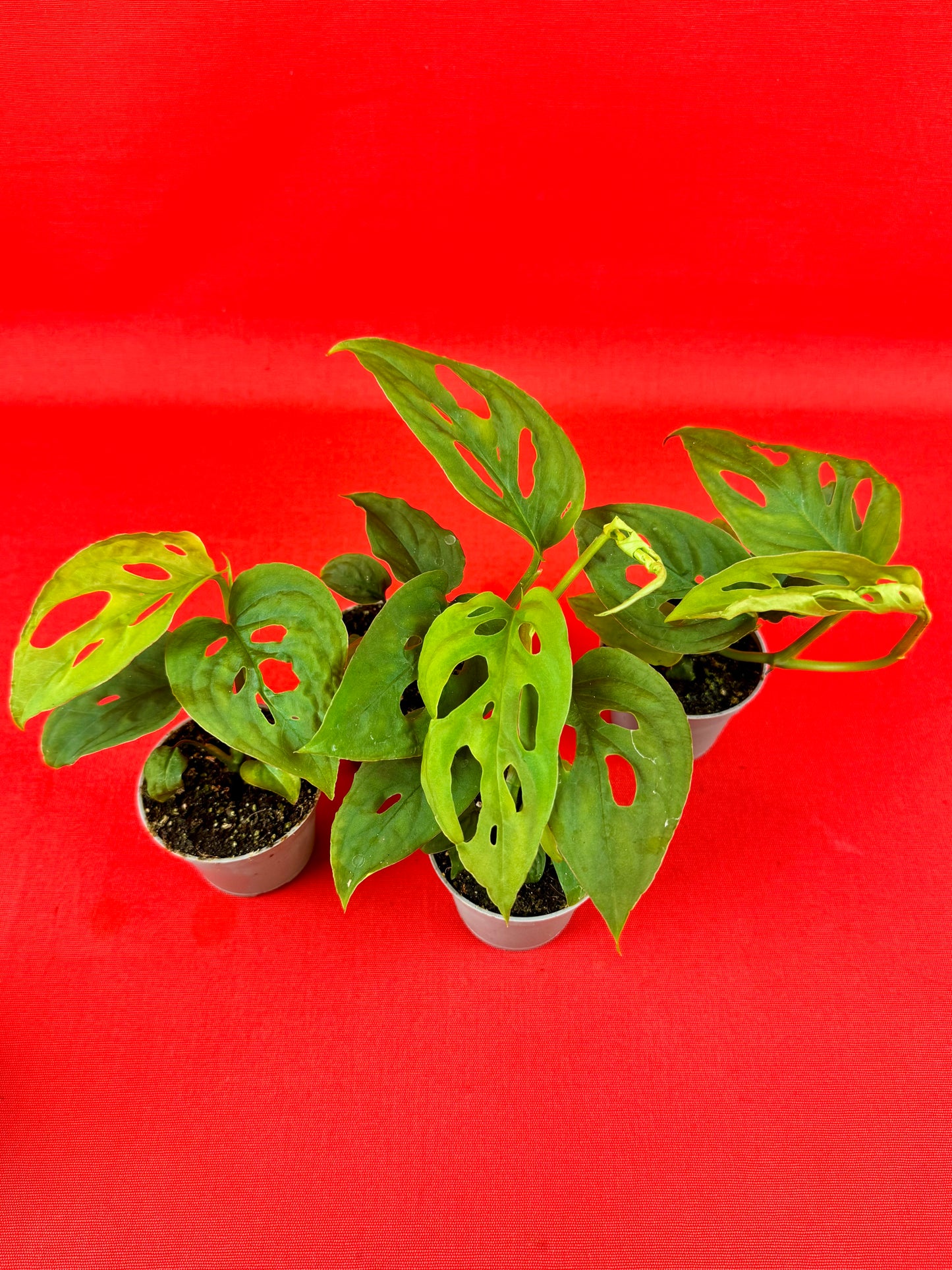 Monstera Adansonii subsp. laniata - LUplnts