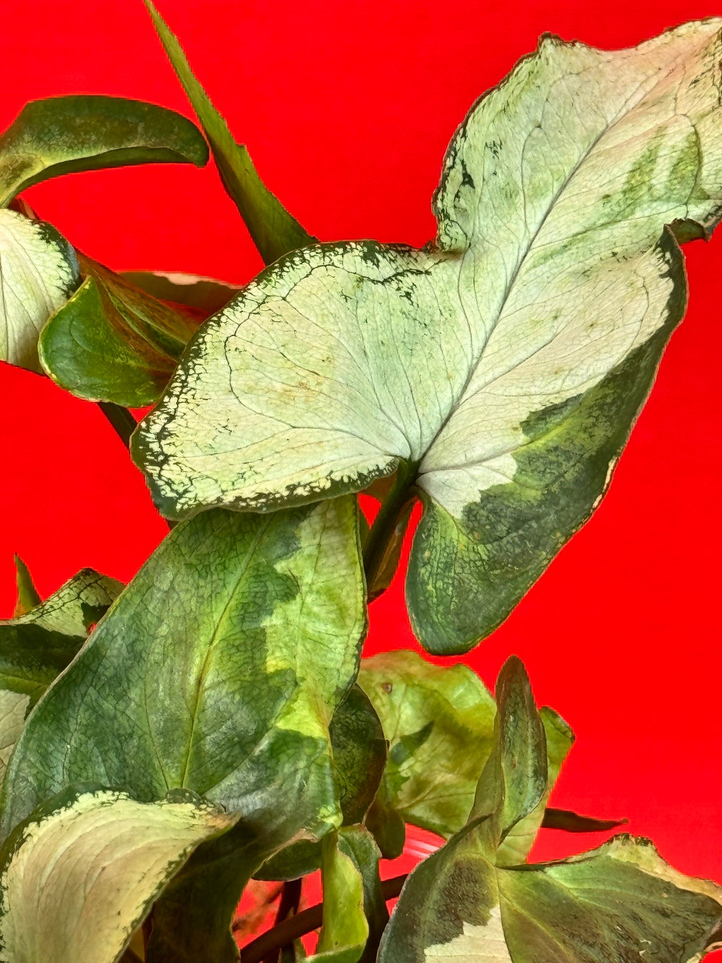 Syngonium Three Kings - LUplnts