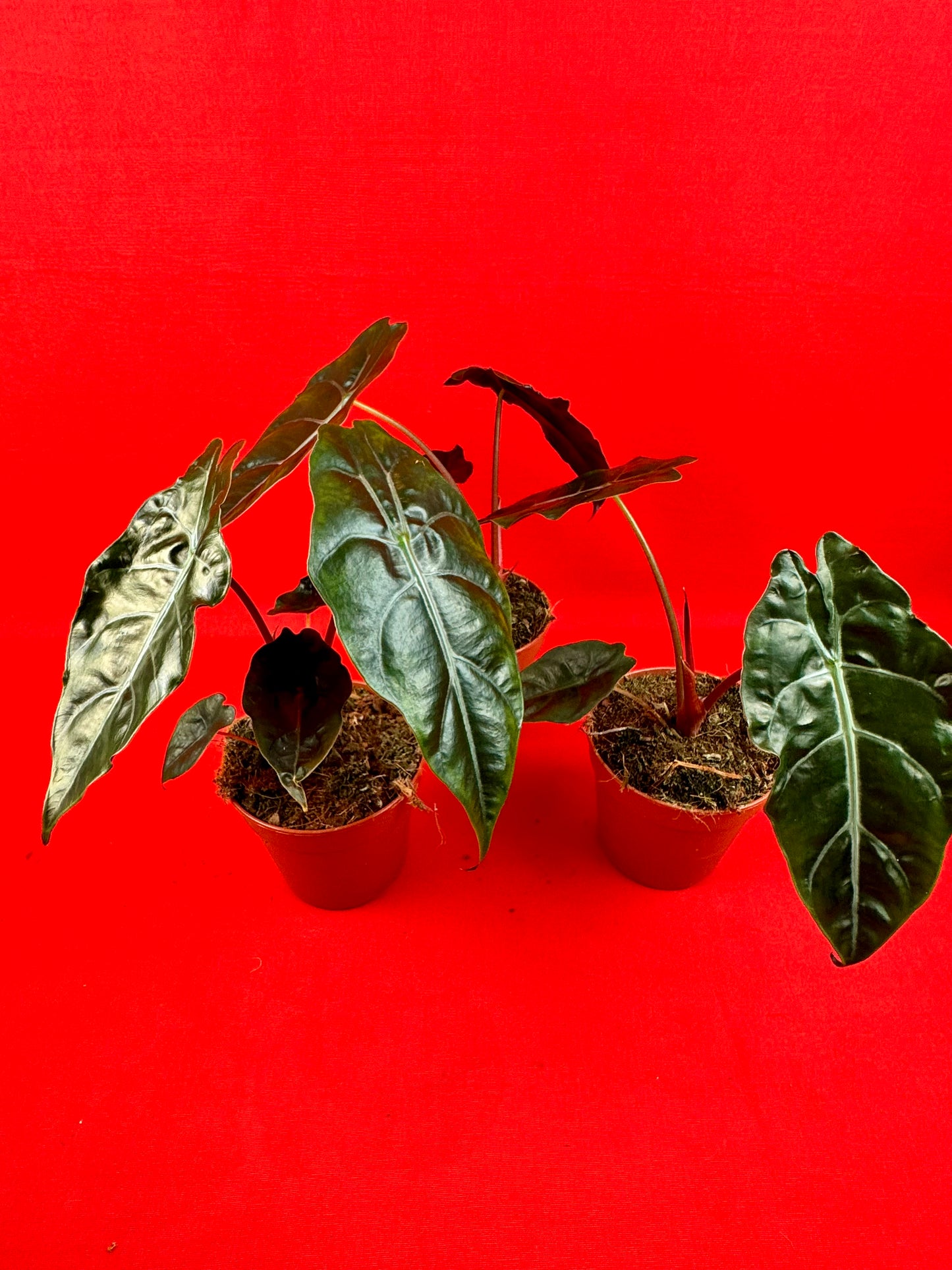 Alocasia chantrieri