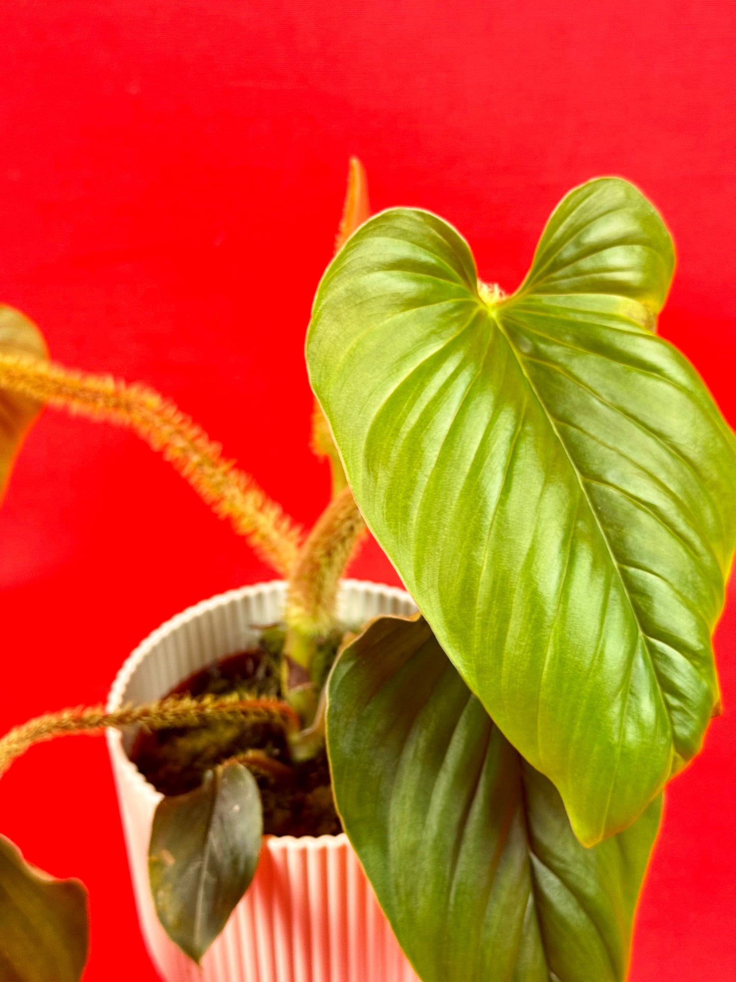 Philodendron Serpens - LUplnts