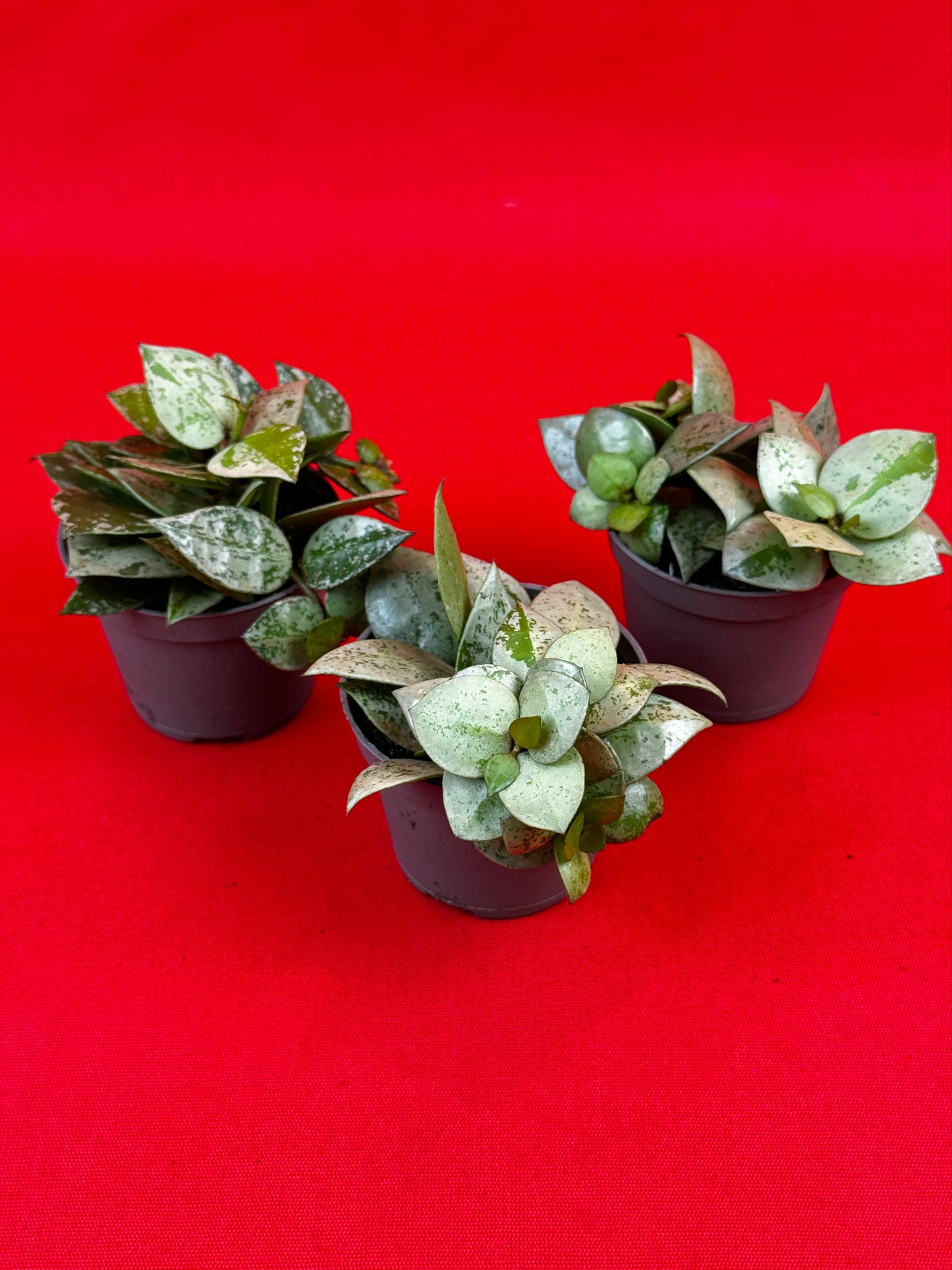 Hoya krohniana 'Eskimo' (s) - LUplnts