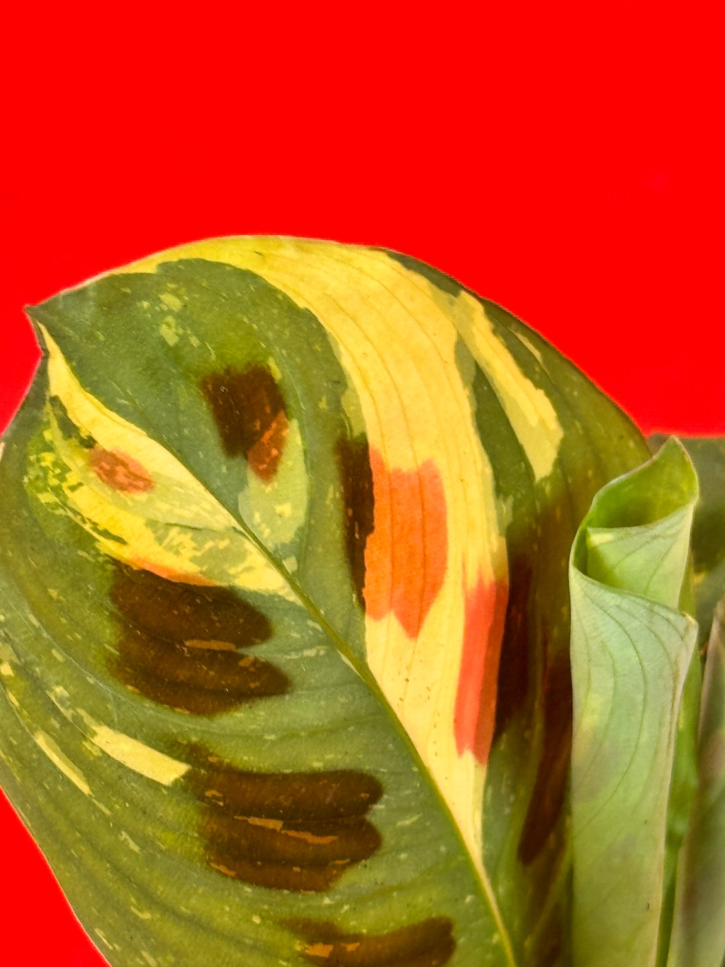 Maranta leuconeura 'Kerchoveana Variegata' (s)