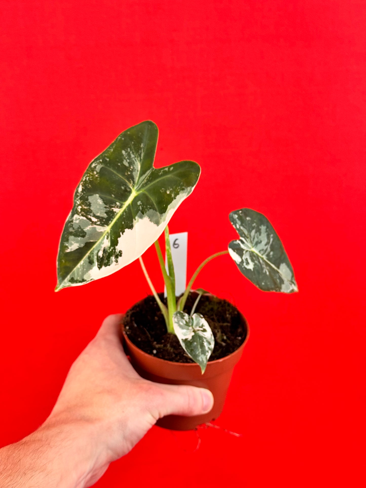 Alocasia micholitziana Frydek Variegata