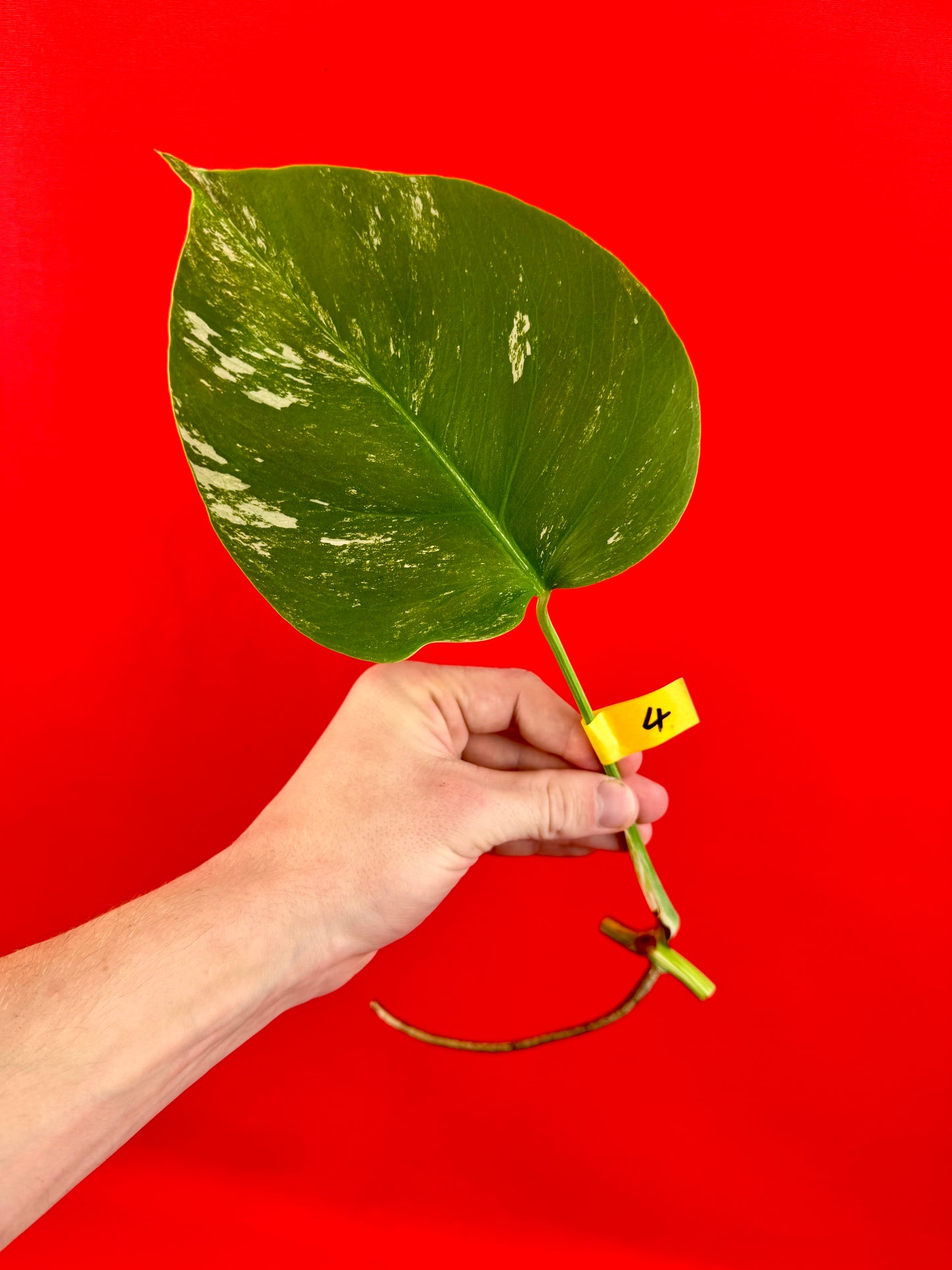 Monstera Deliciosa Variegata (cutting)