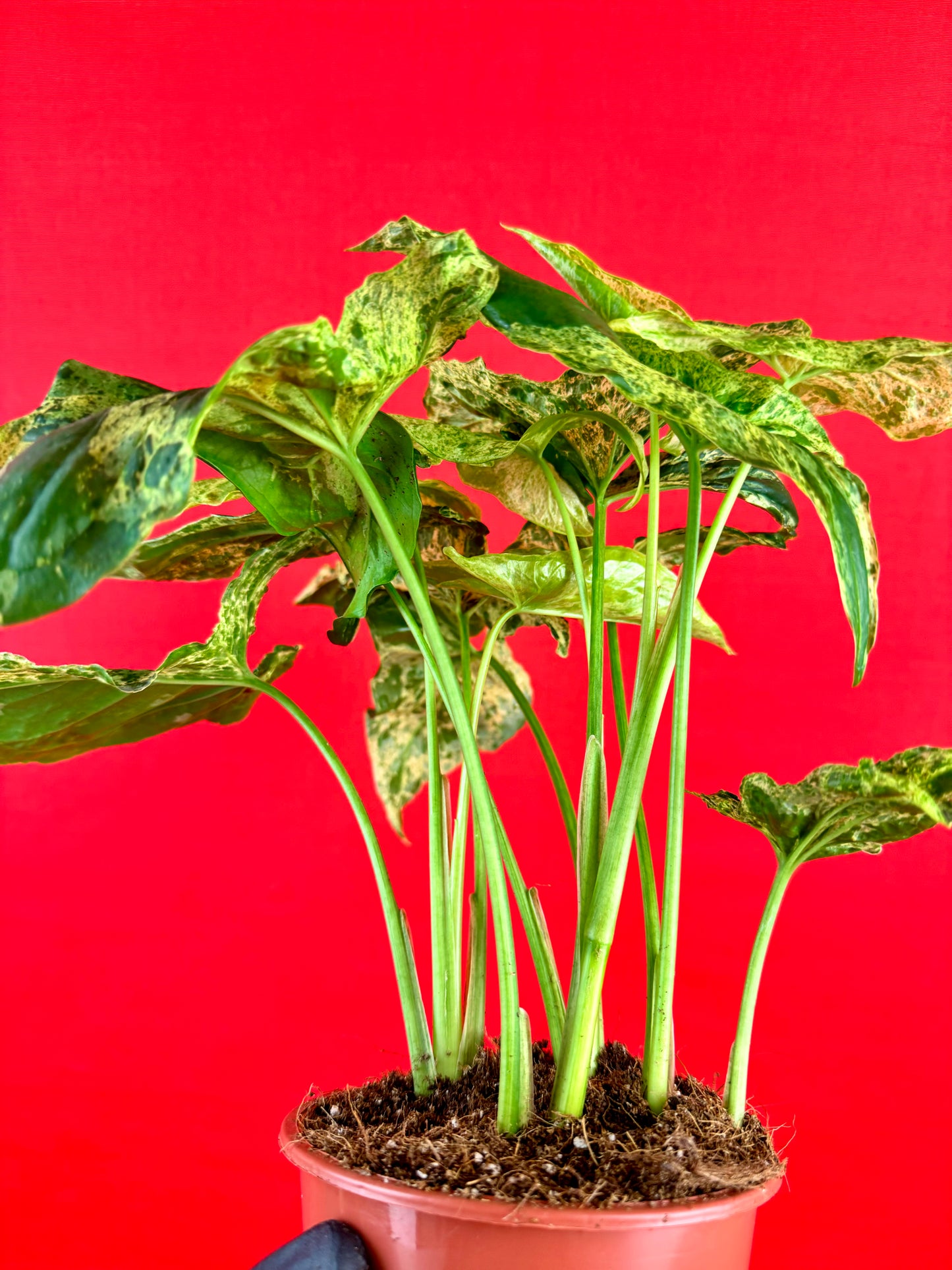 Syngonium Mottled Mojito - LUplnts