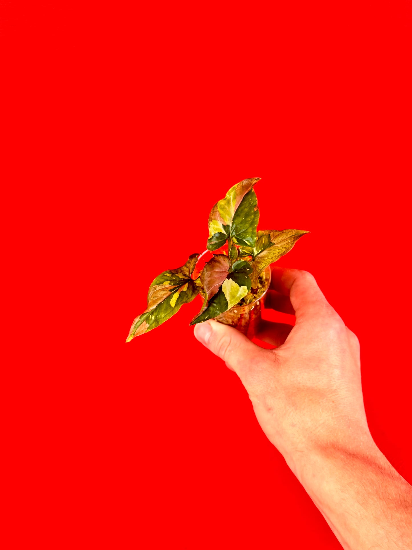 Syngonium Red Spot Tricolor (s) - LUplnts