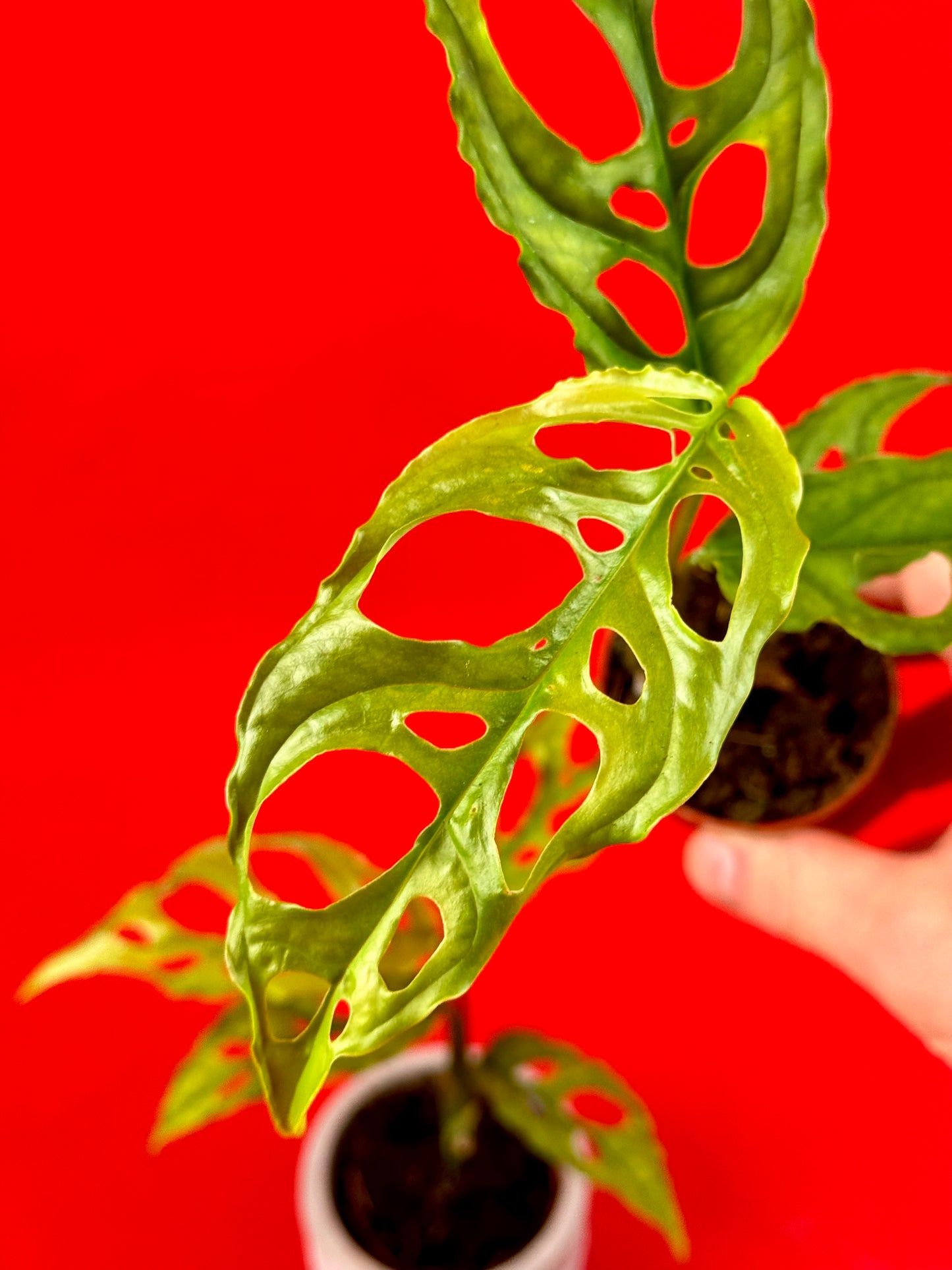Monstera obliqua Peru (s) - LUplnts