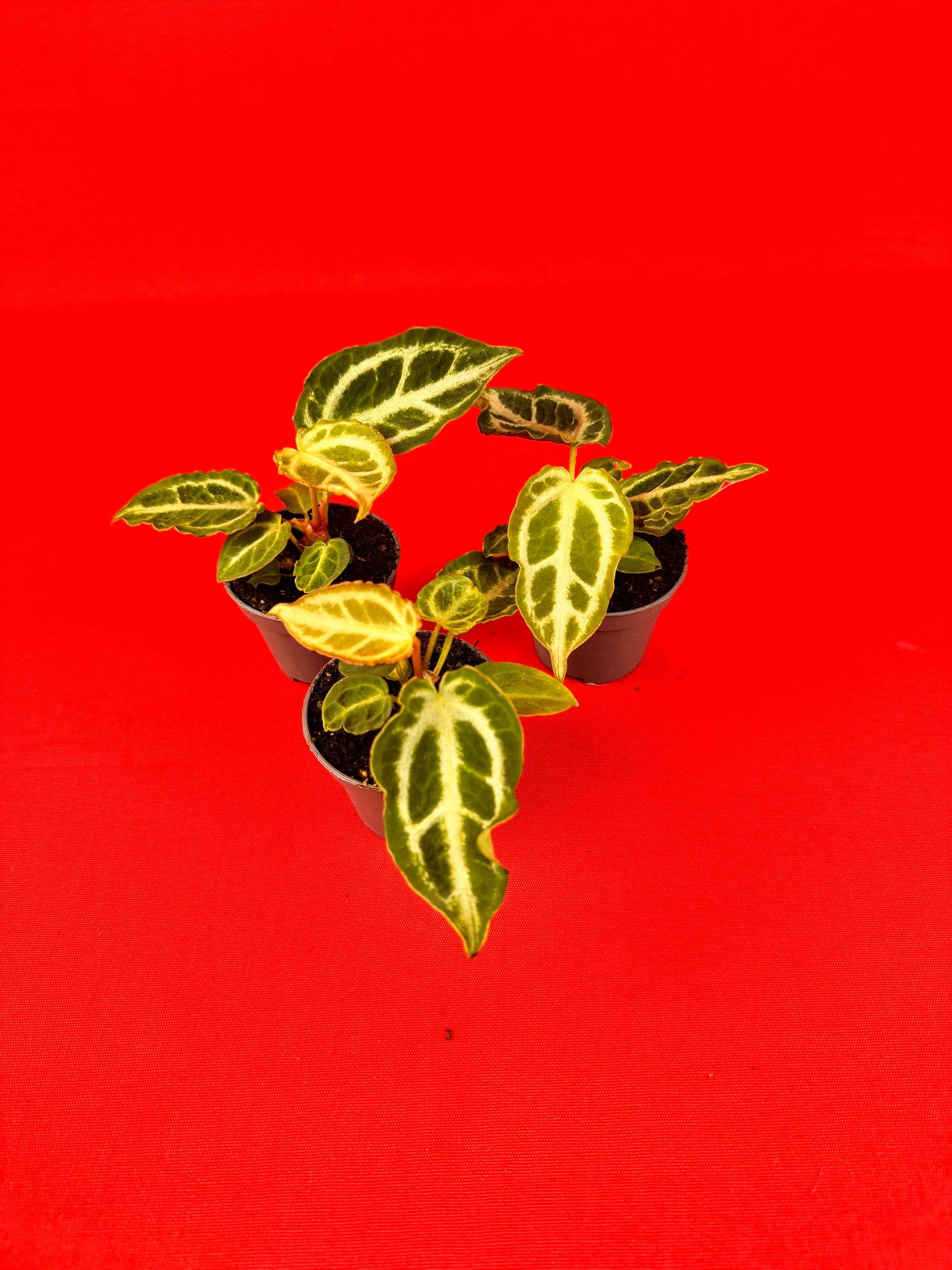 Anthurium Crystallinum ‚Crystal Hope‘ (s) - LUplnts