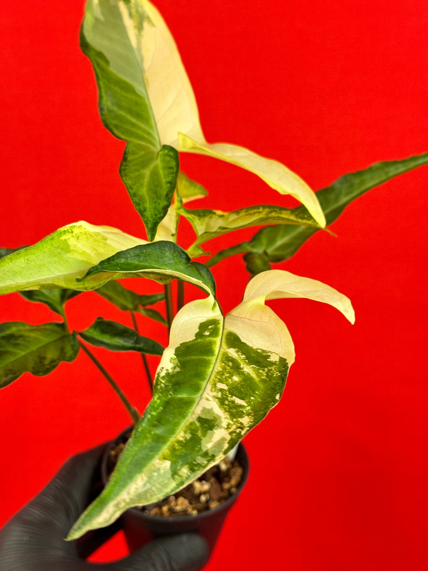 Syngonium Angustatum Variegata - LUplnts