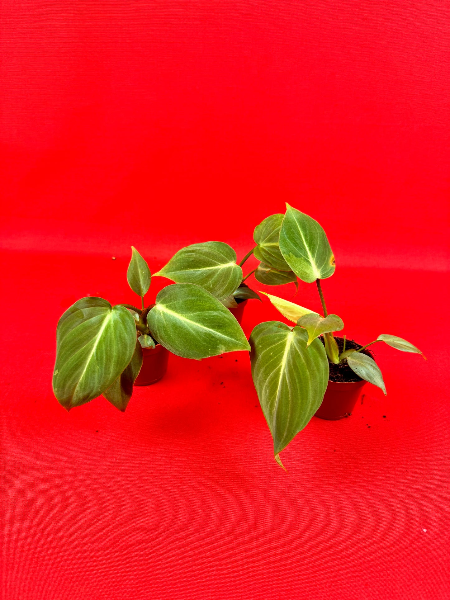 Philodendron Gloriosum ‘Verde’ (s) - LUplnts