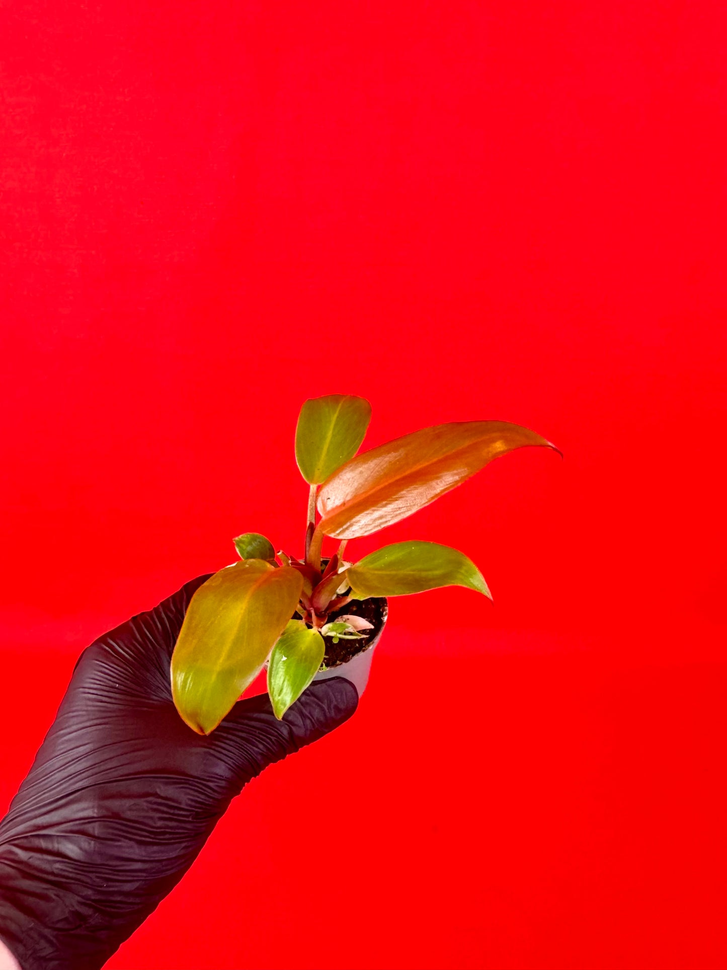 Philodendron Red Sun - LUplnts