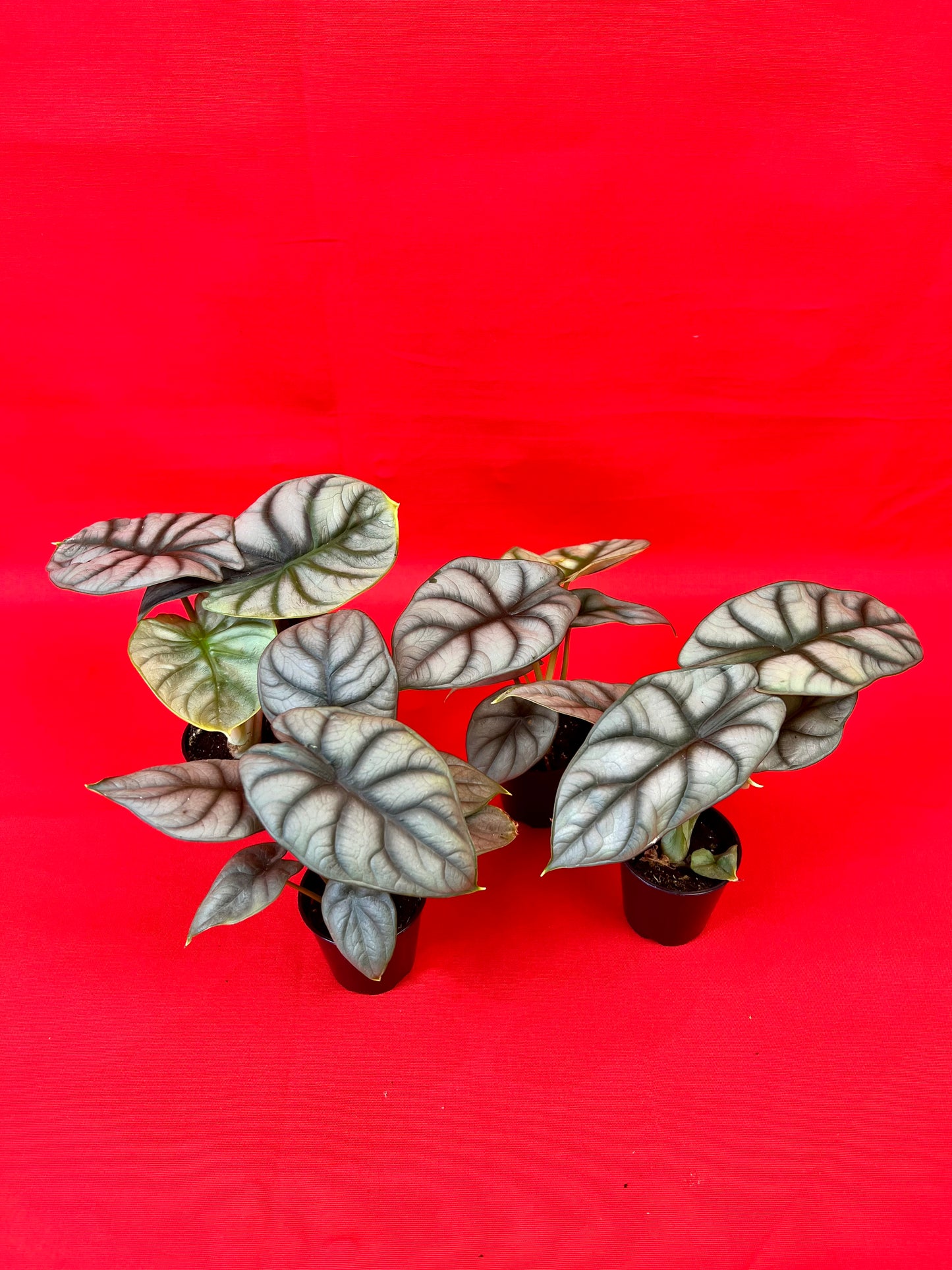 Alocasia Silver Dragon (s) - LUplnts