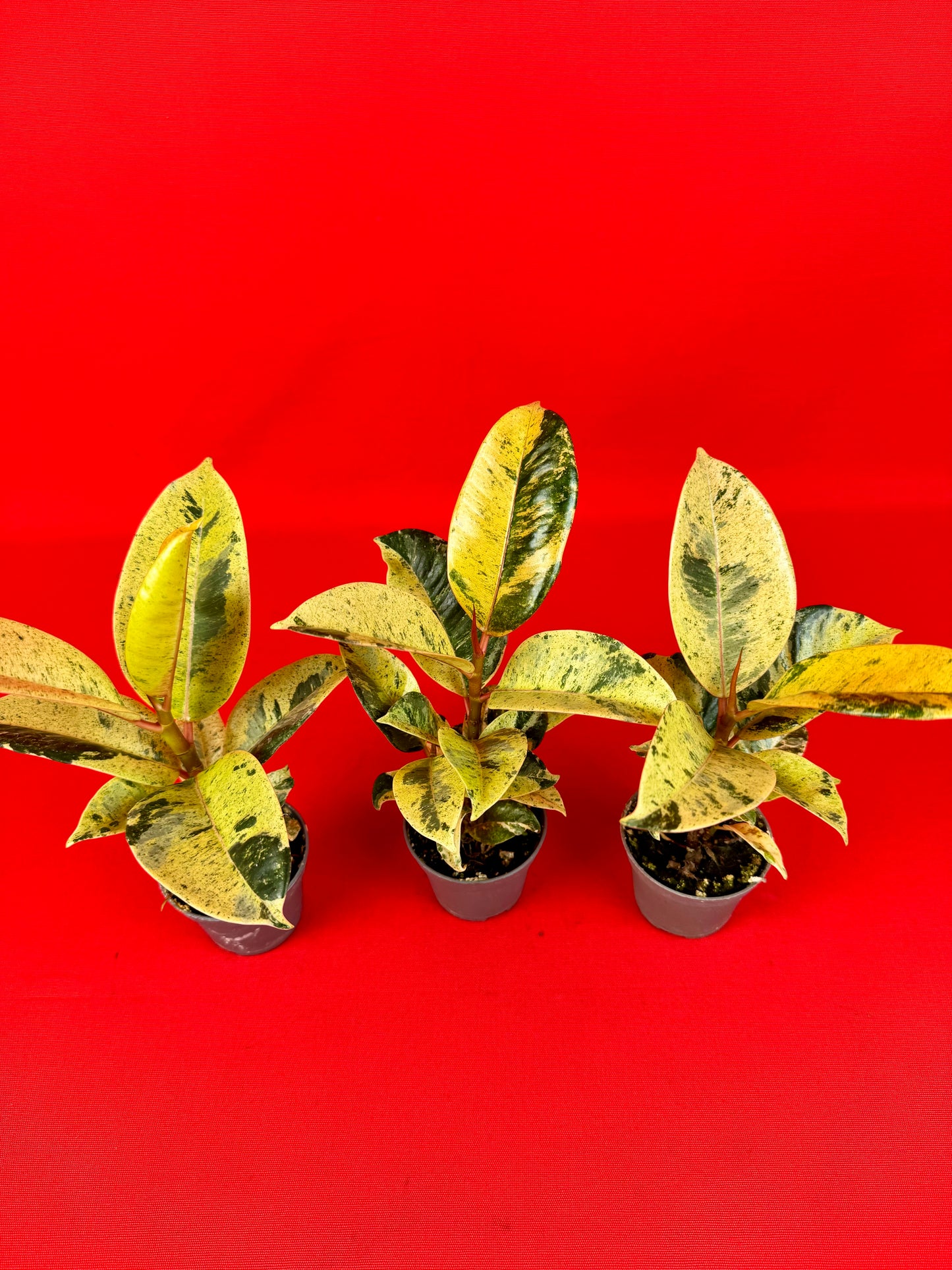 Ficus Schrijveriana Moonshine (s) - LUplnts