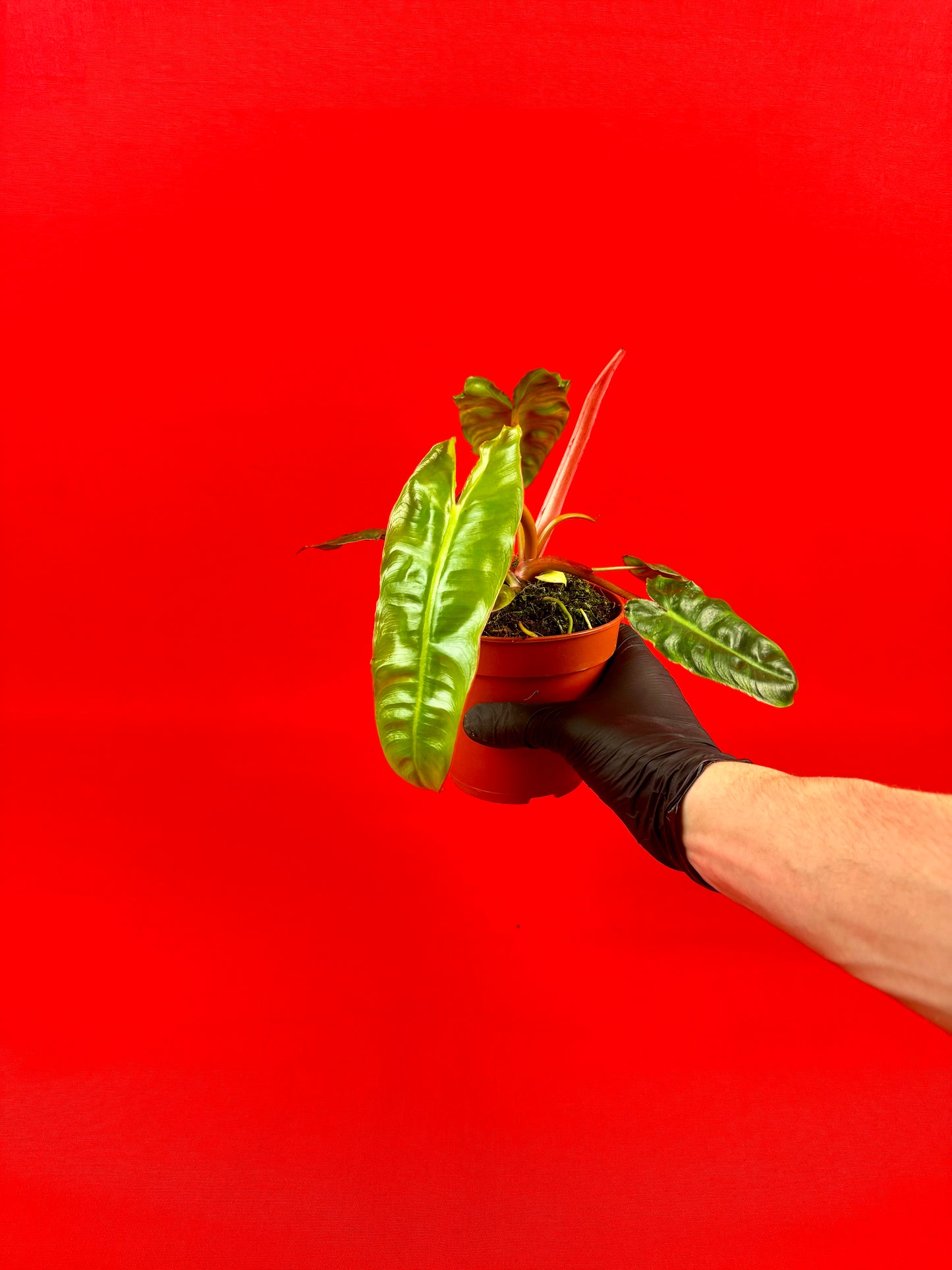 Philodendron Billietiae - LUplnts