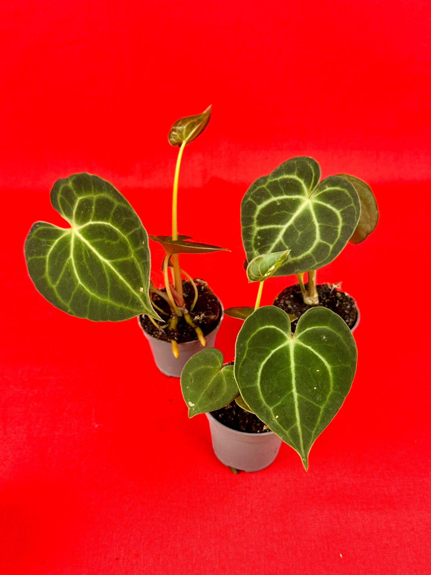 Anthurium Clarinervium (s) - LUplnts