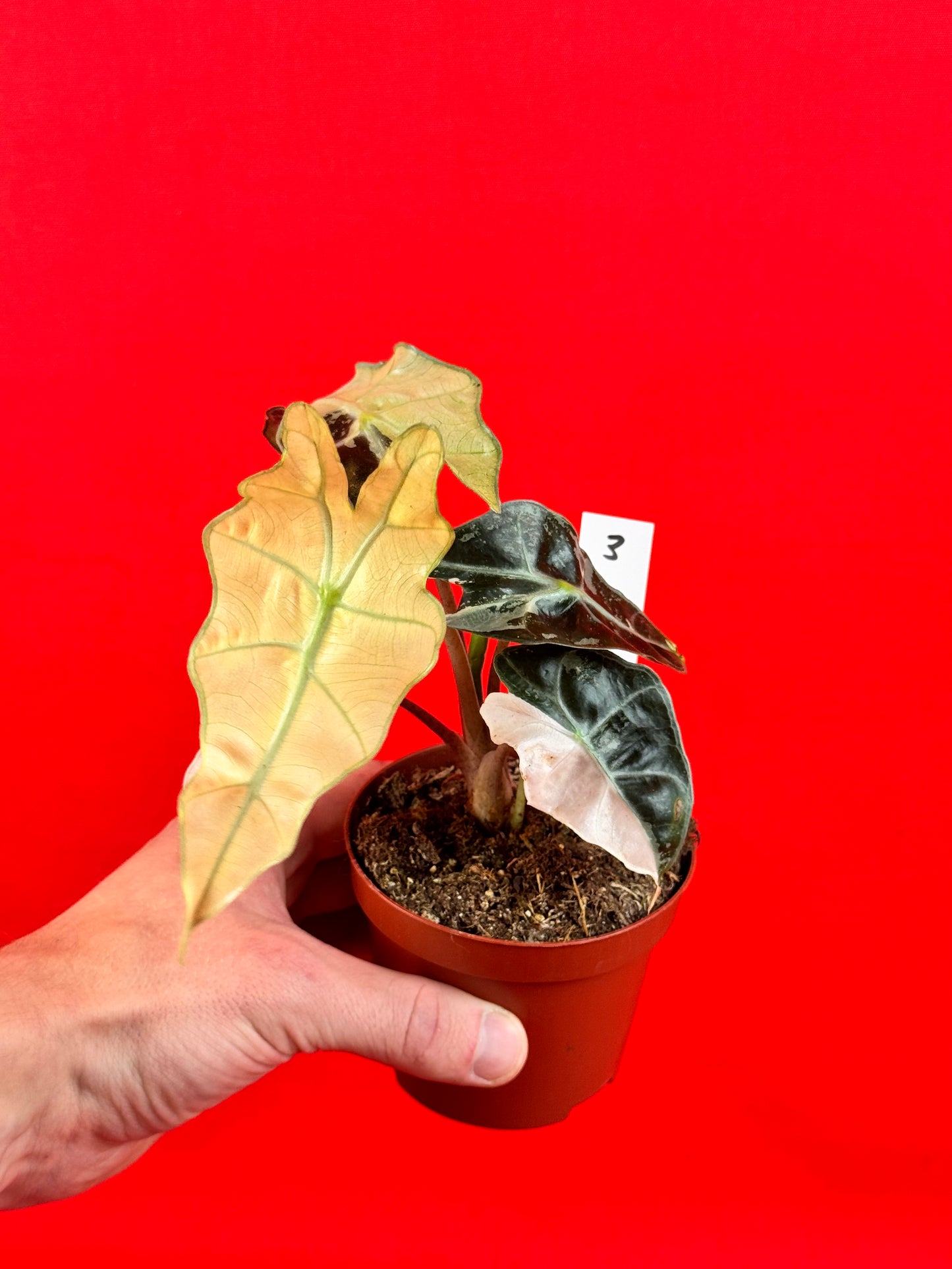 Alocasia Polly variegata