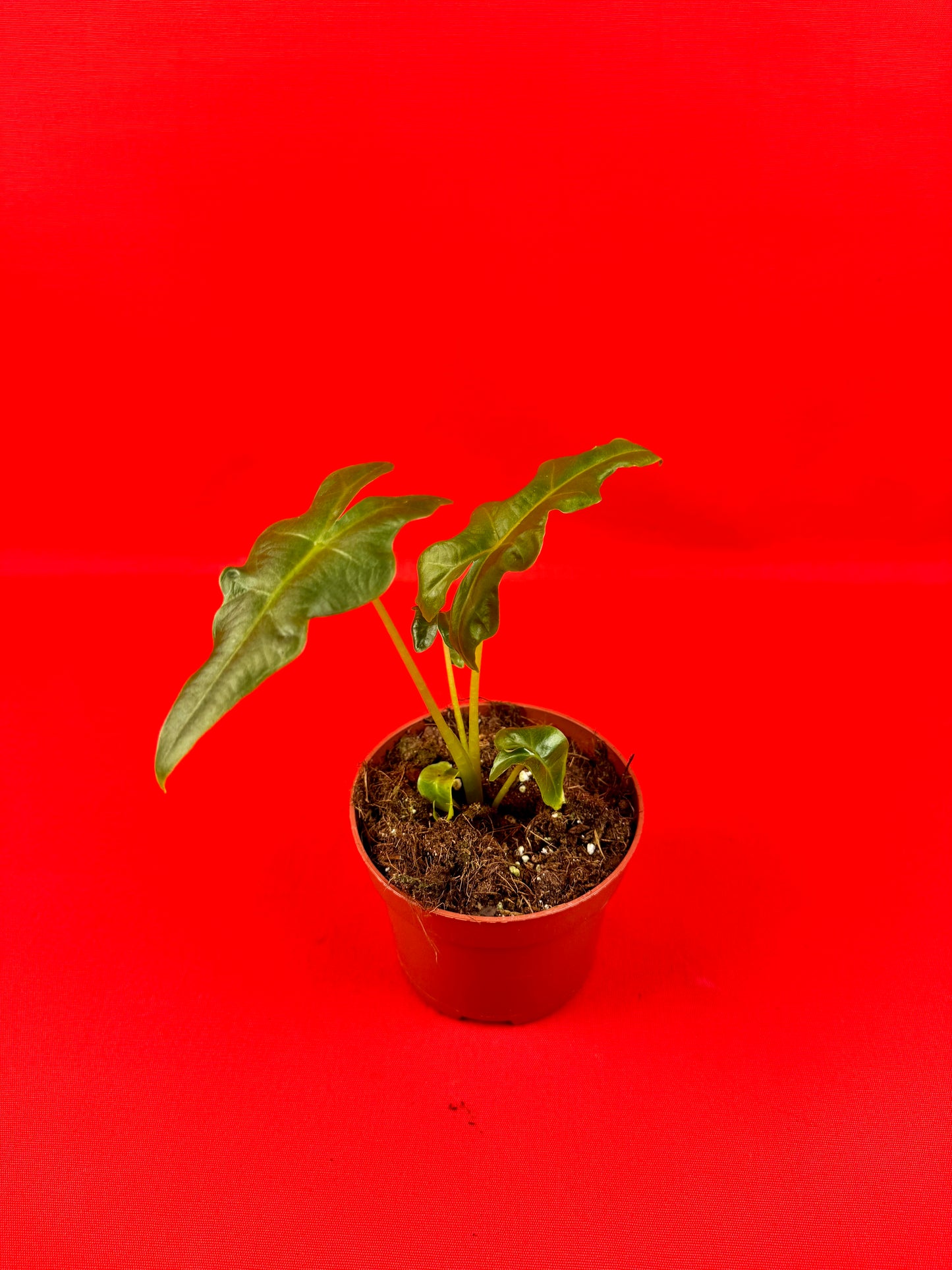 Alocasia Portei - LUplnts