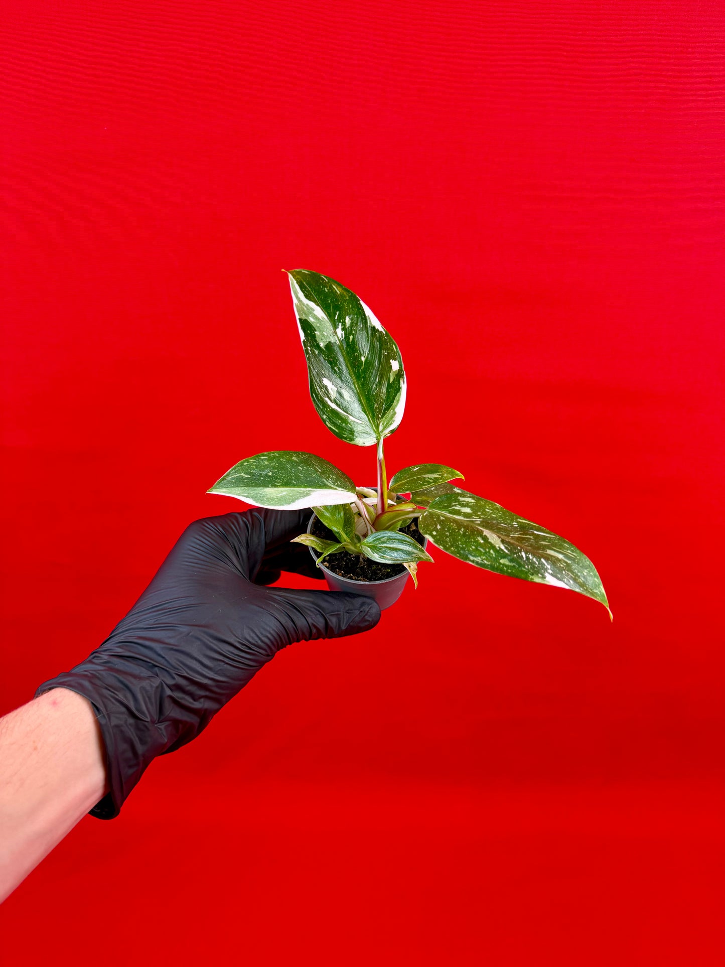 Philodendron 'White Princess' (s) - LUplnts