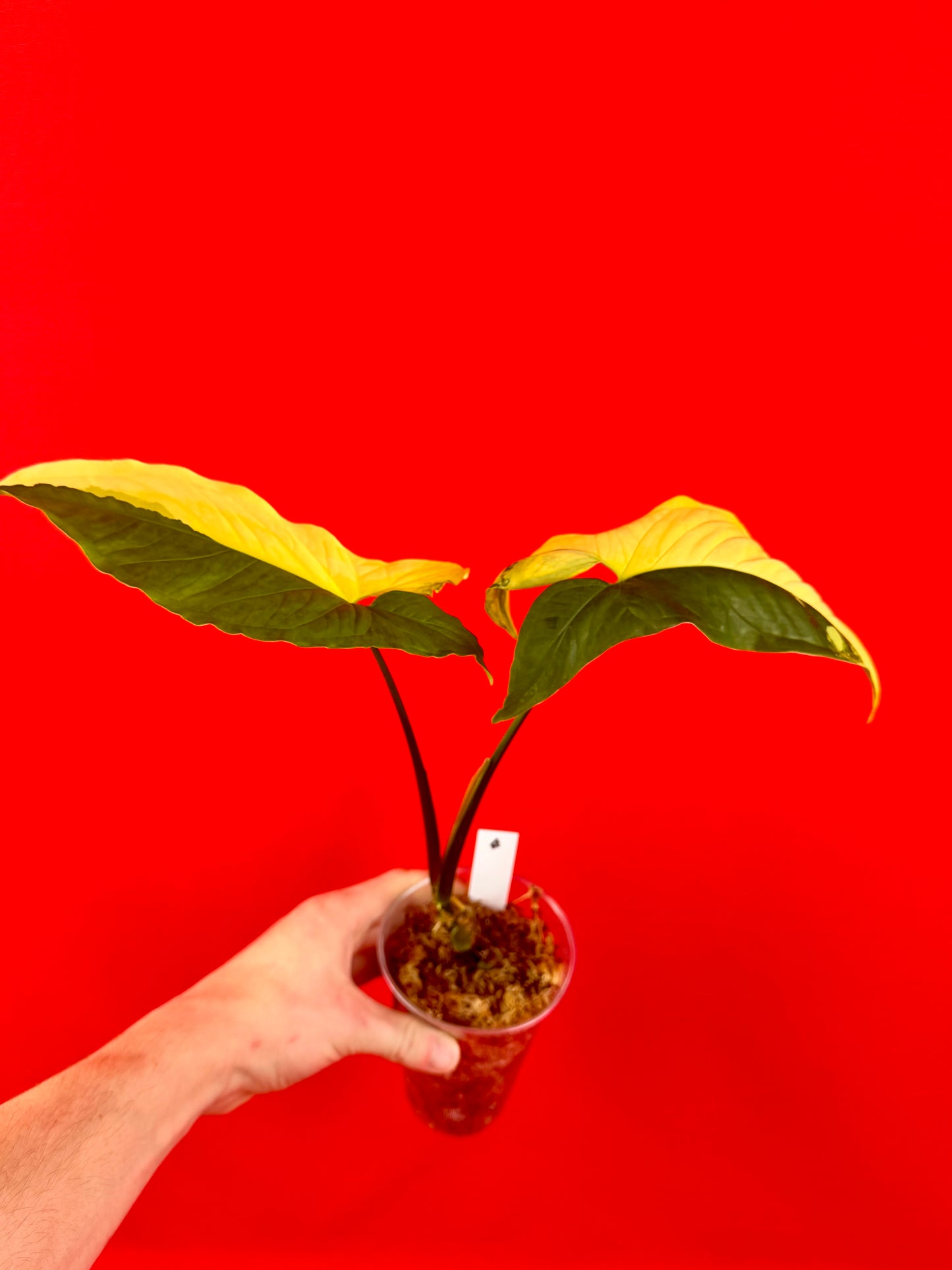 Syngonium Aurea - LUplnts