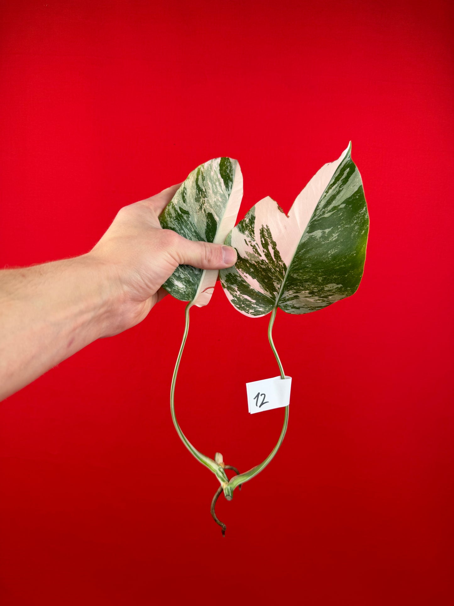 Monstera Deliciosa Variegata (cutting) - LUplnts