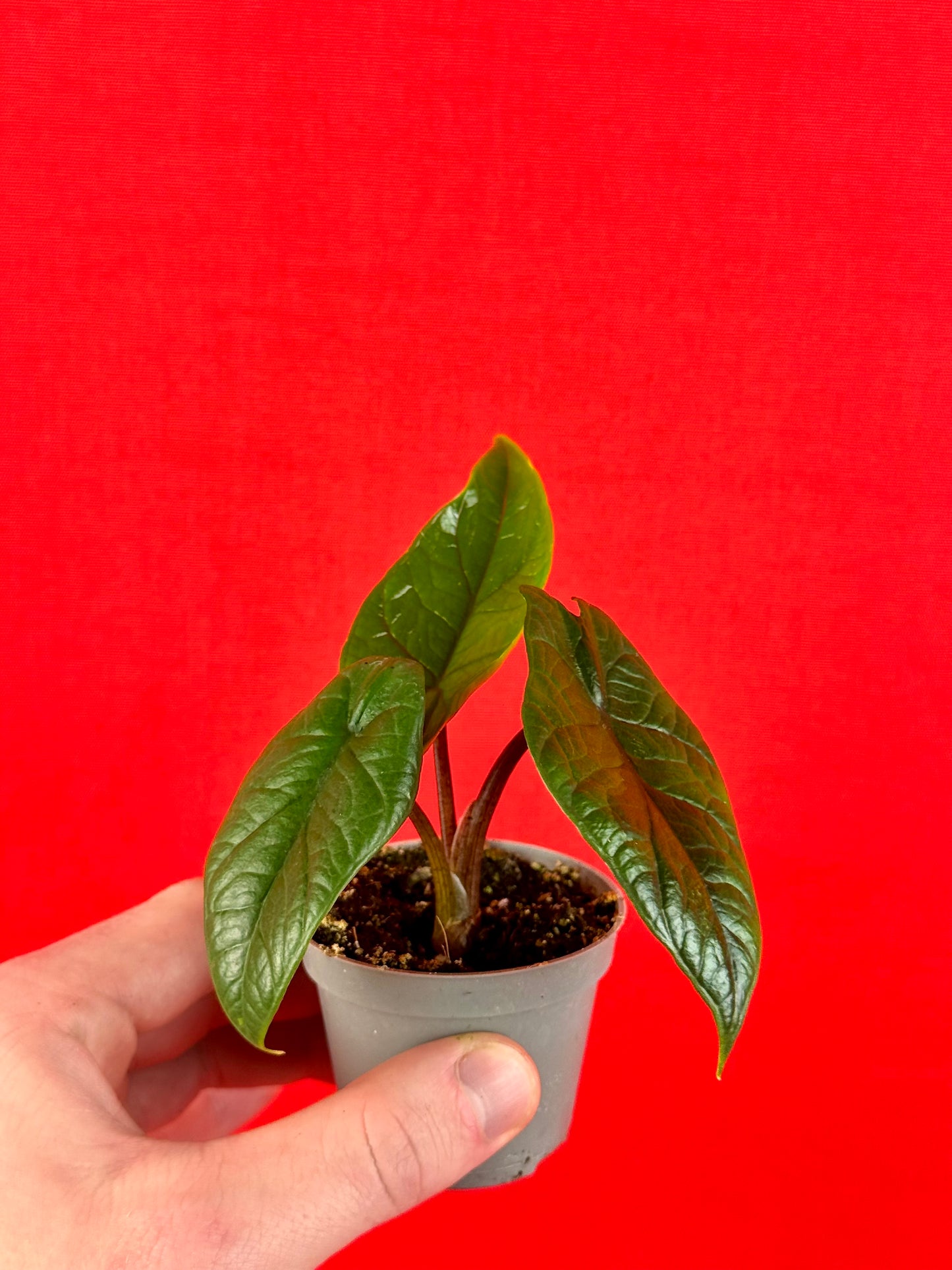 Alocasia Scalprum (s) - LUplnts