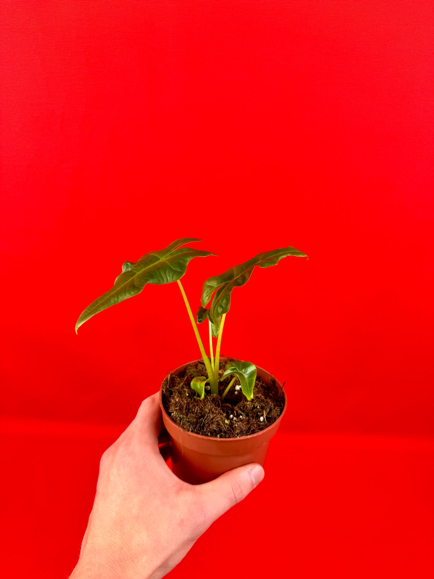 Alocasia Portei - LUplnts