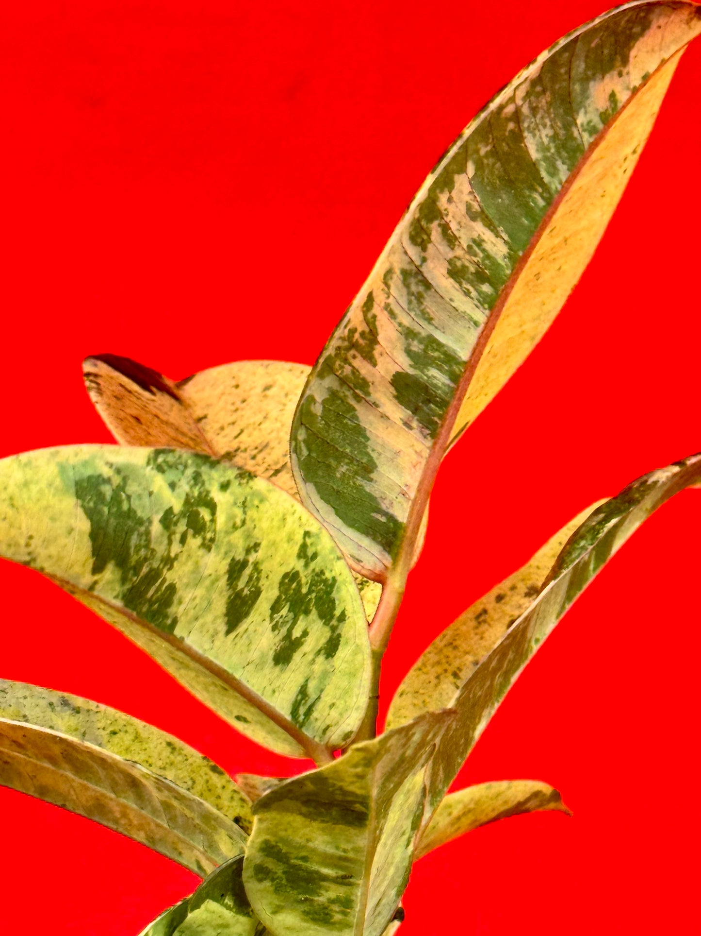 Ficus Schrijveriana Moonshine (s) - LUplnts