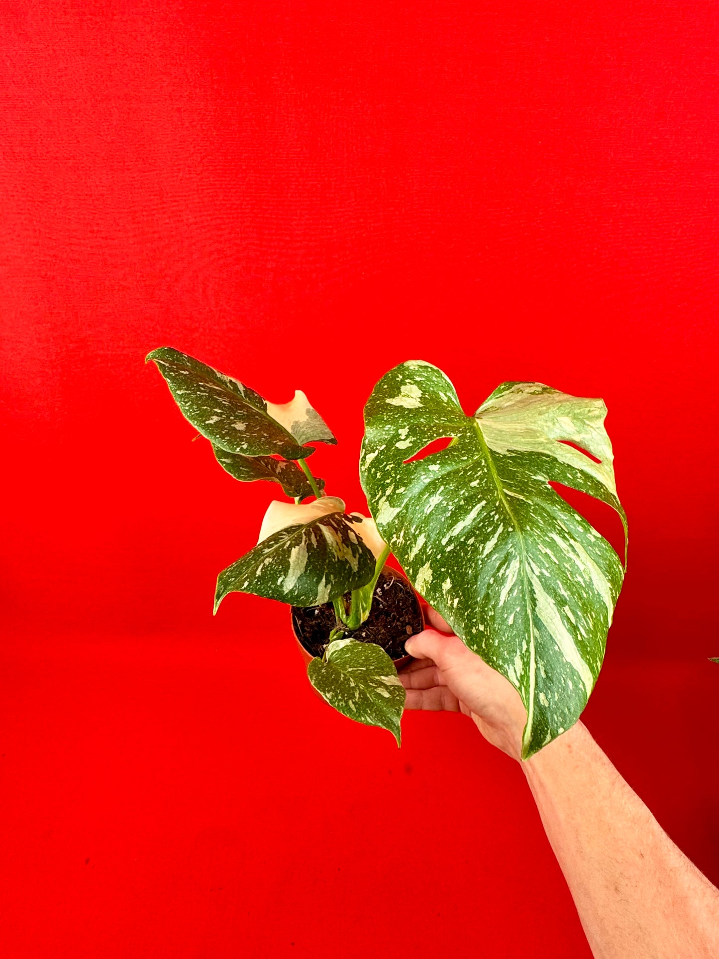 Monstera Thai Constellation - LUplnts