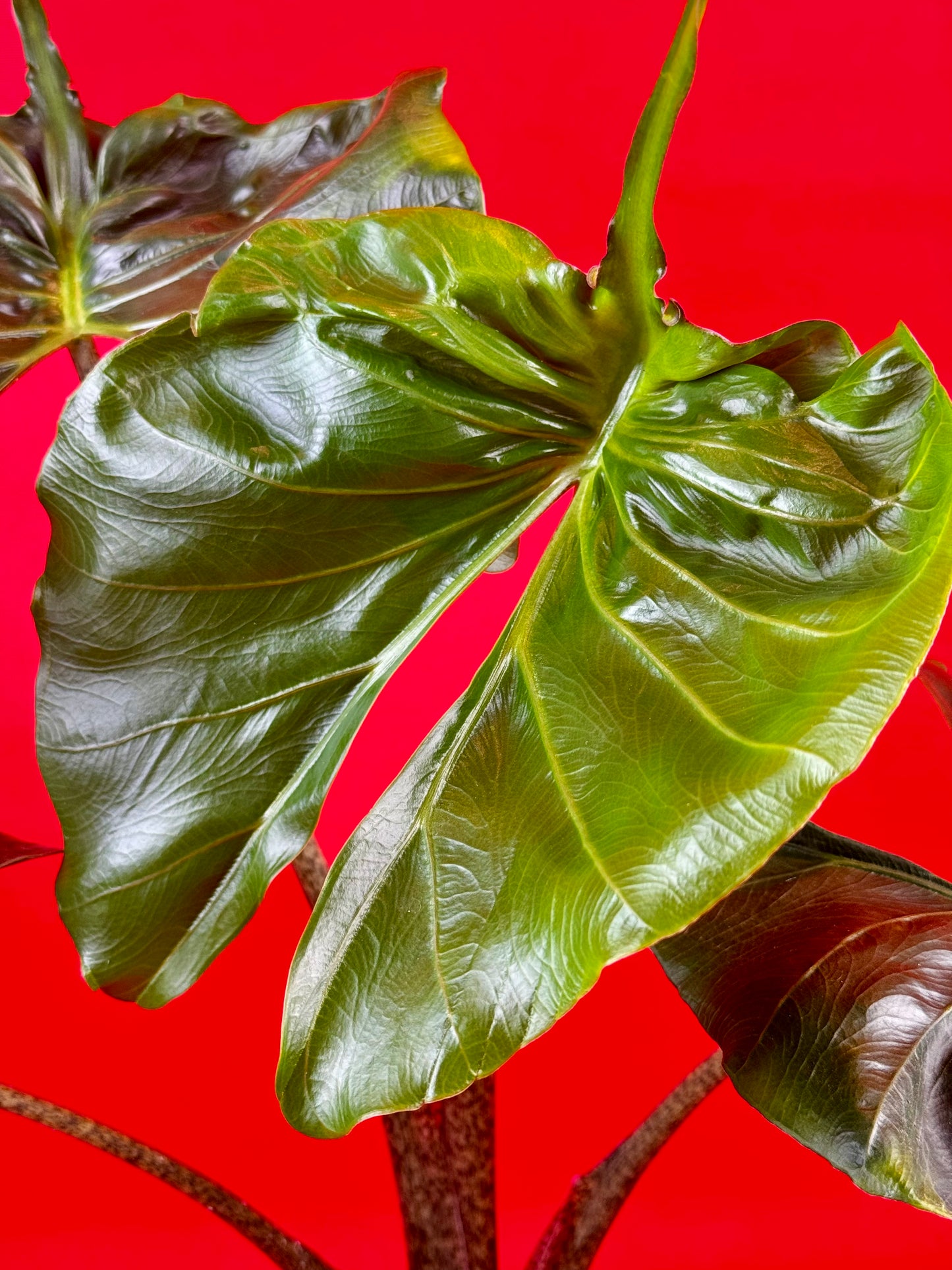 Alocasia Stingray - LUplnts
